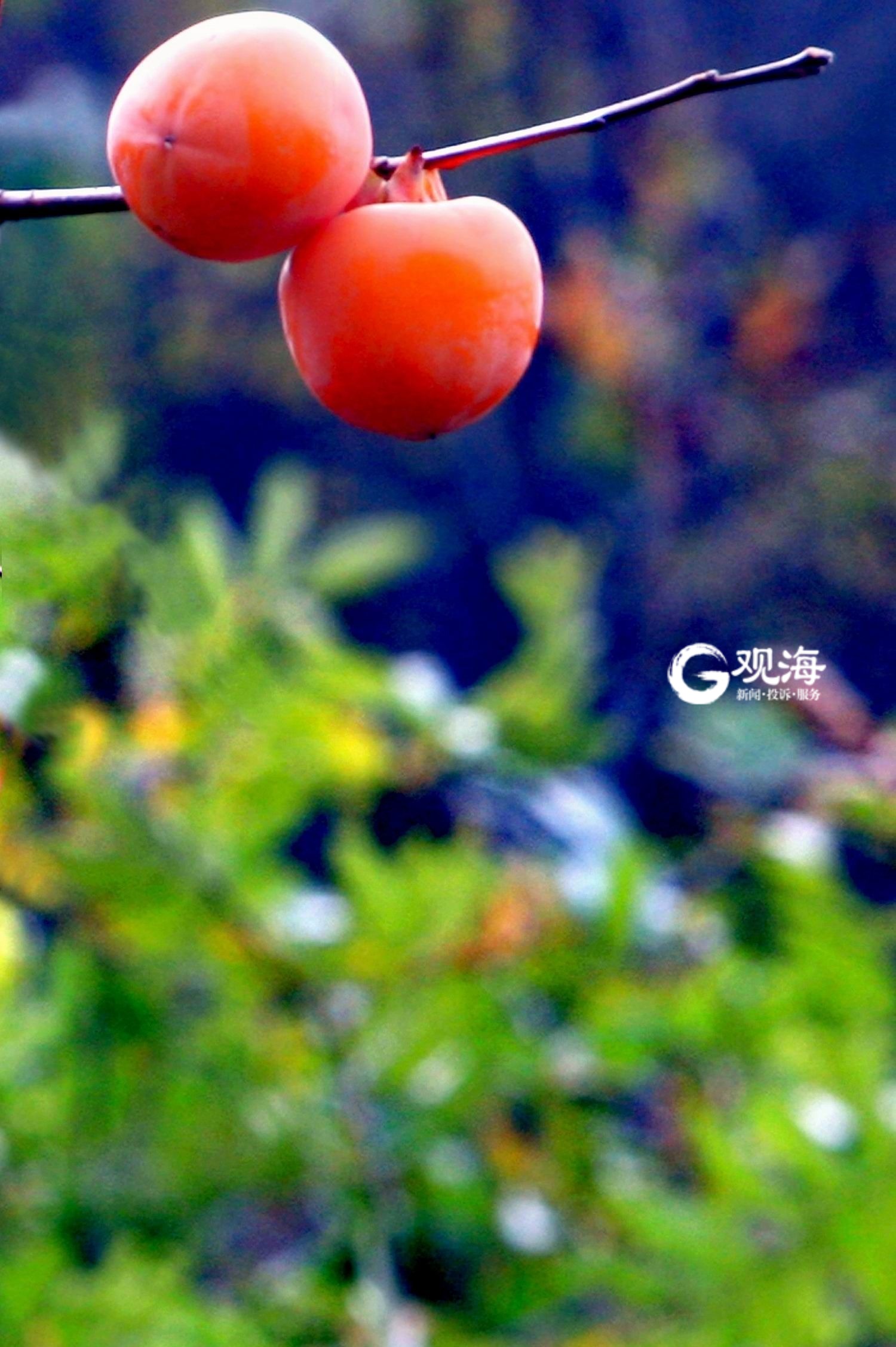 寒露时节 柿子红了皮