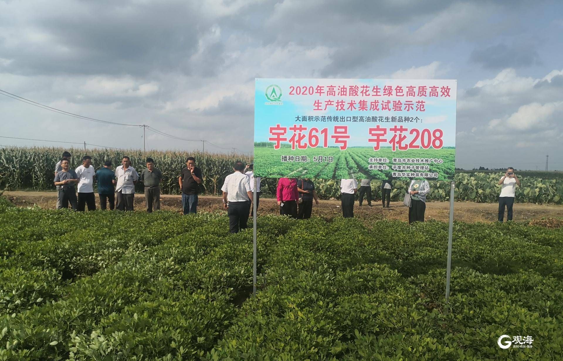 平度南村镇一种苗企业花生原种良种繁育基地3万亩年销售额达1亿元