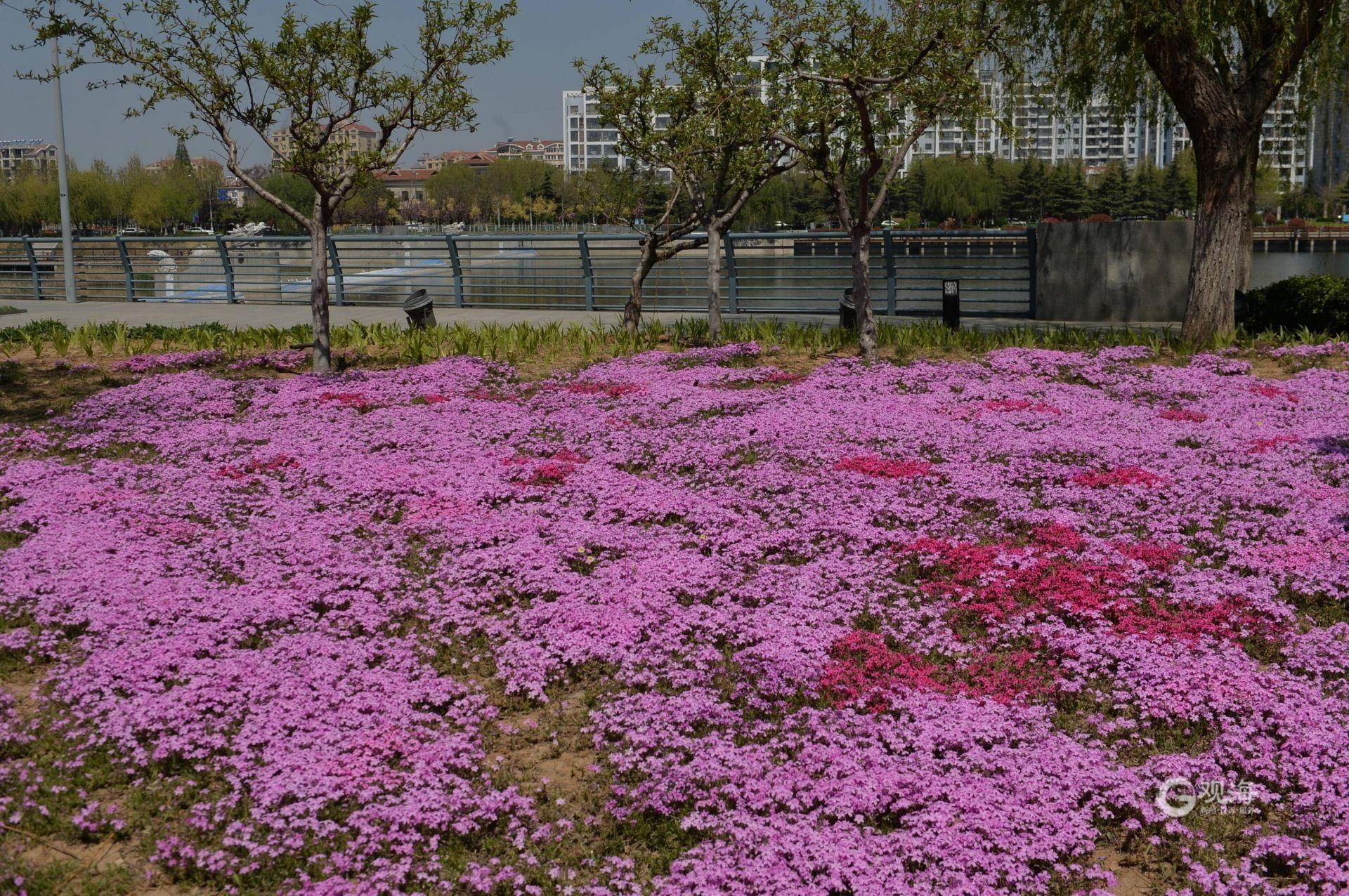 来白沙河公园徜徉粉红色芝樱花海