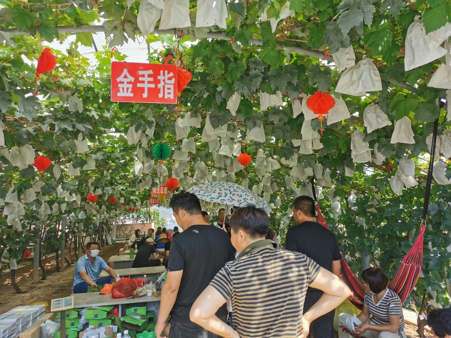 大泽山葡萄节开幕300品种等你来尝