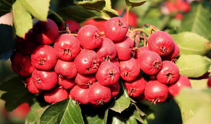 秋天的味道│小红灯笼高高挂日照莒县安庄镇的山楂红了