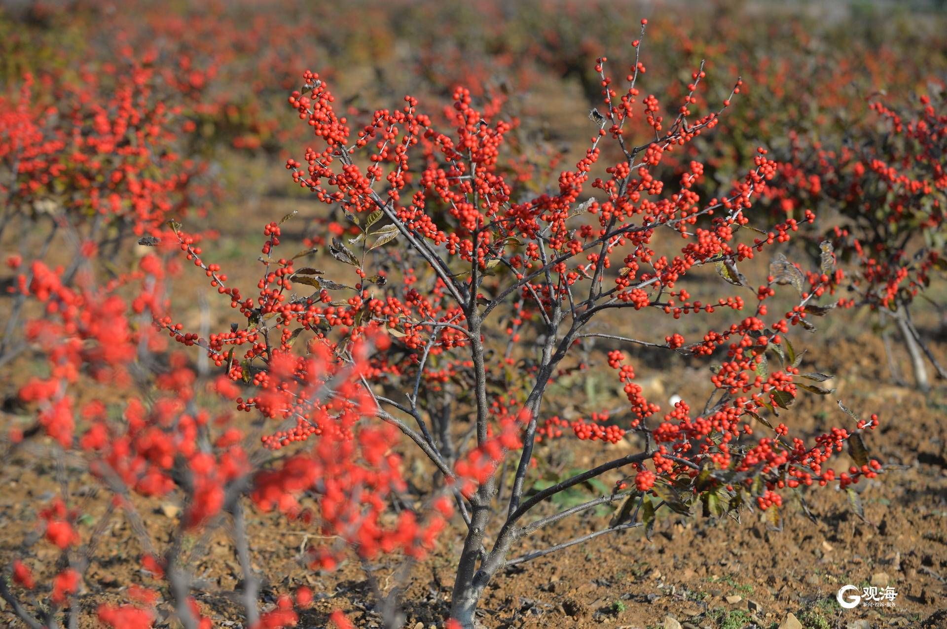 即墨区福台岭村北美冬青红满山