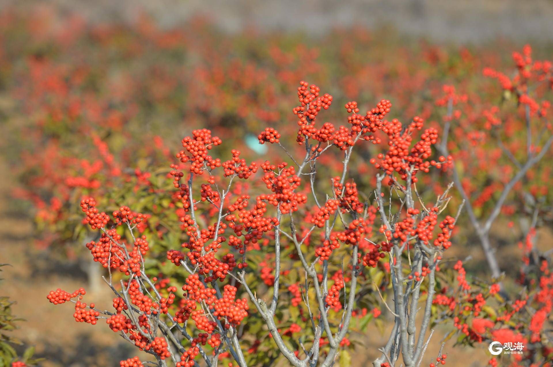 即墨区福台岭村北美冬青红满山