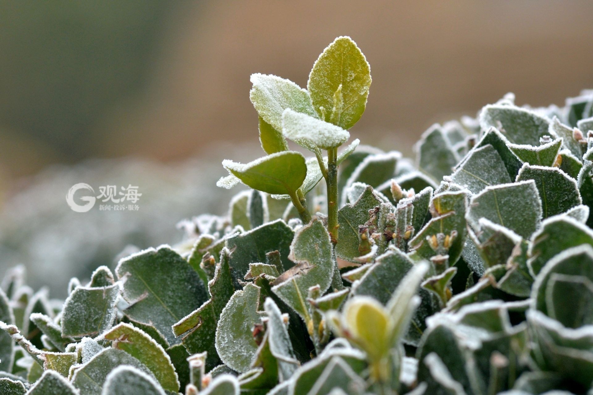 冬日降寒霜万物披雪衣