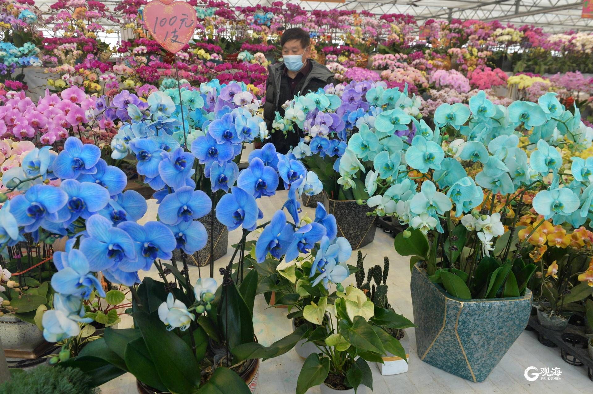 马卡龙色蝴蝶兰亮相年宵花市场