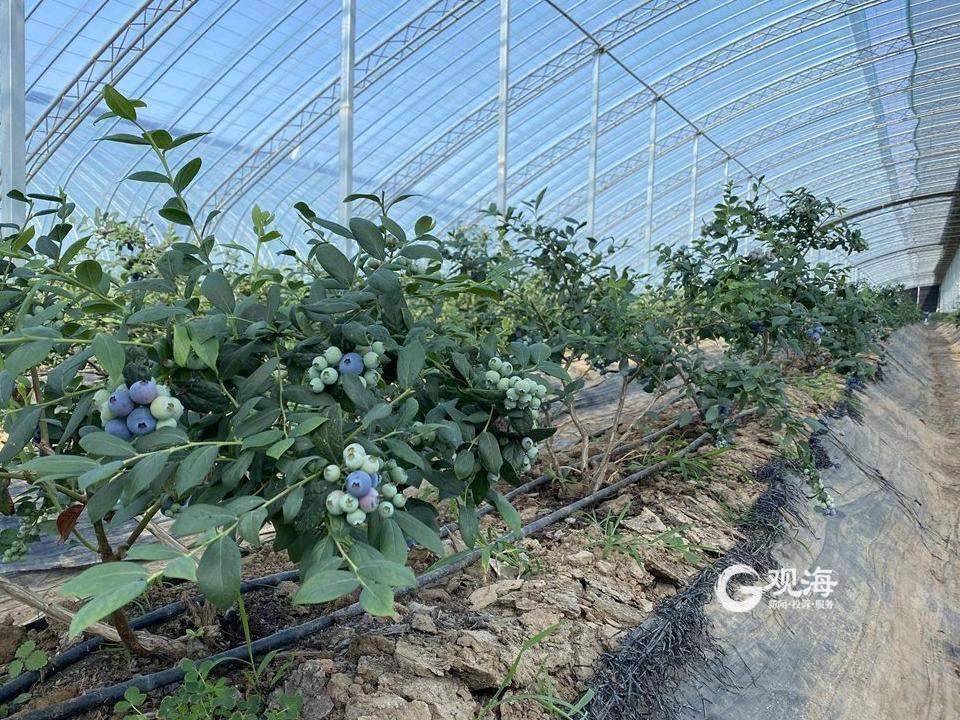 除了胶州之外,西海岸新区的蓝莓也已于近期上市;崂山,城阳等区市的