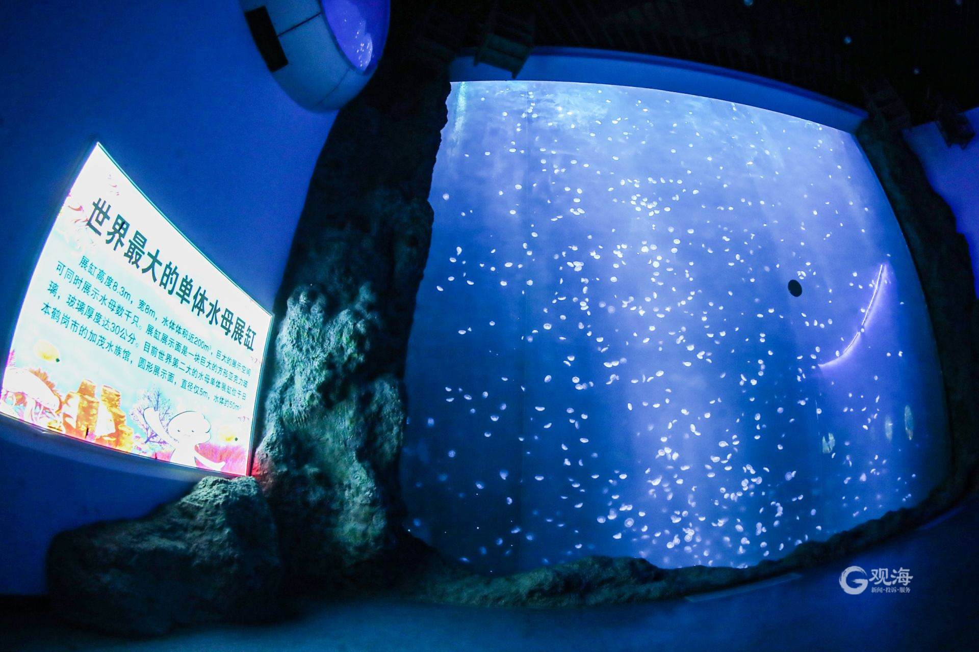 【青岛海底世界漂亮的水母摄影图片】风光摄影_太平洋电脑网摄影部落