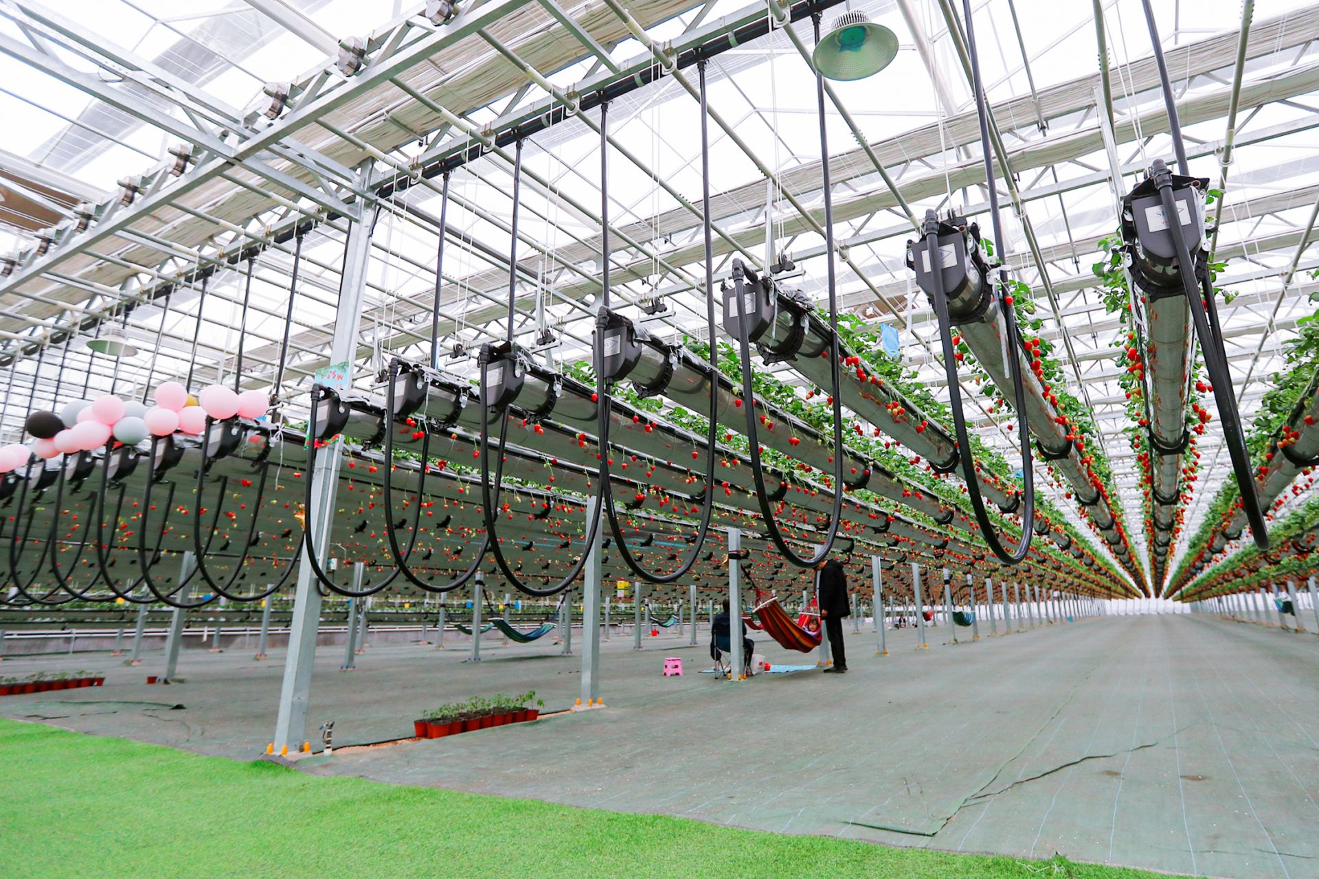 实拍空中种植园无土栽培草莓长啥样