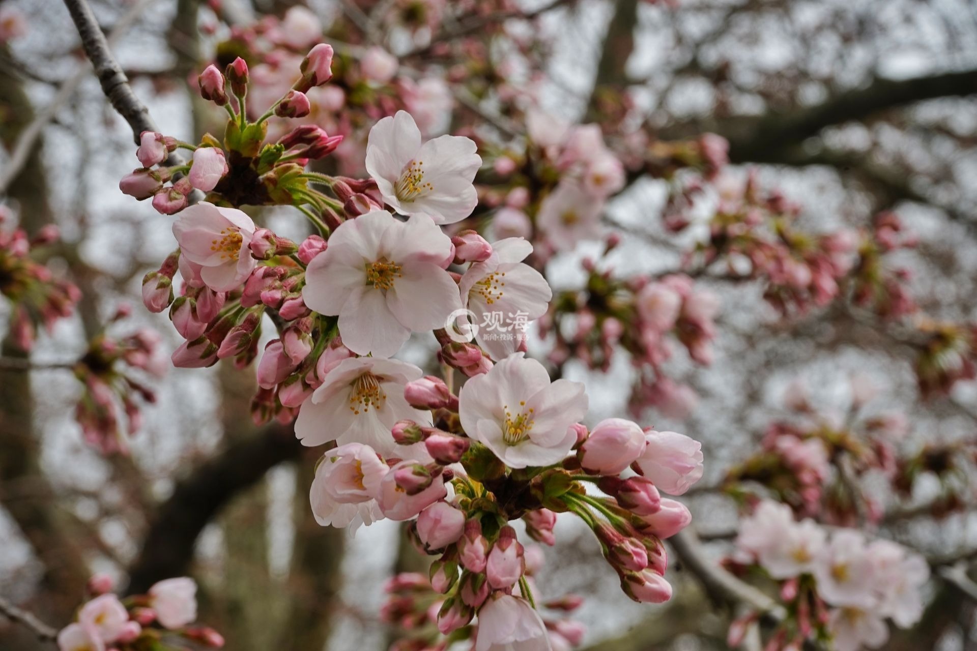 2017年3月4日上海辰山植物园盛开的樱花 - 花粉随手拍风光 花粉俱乐部