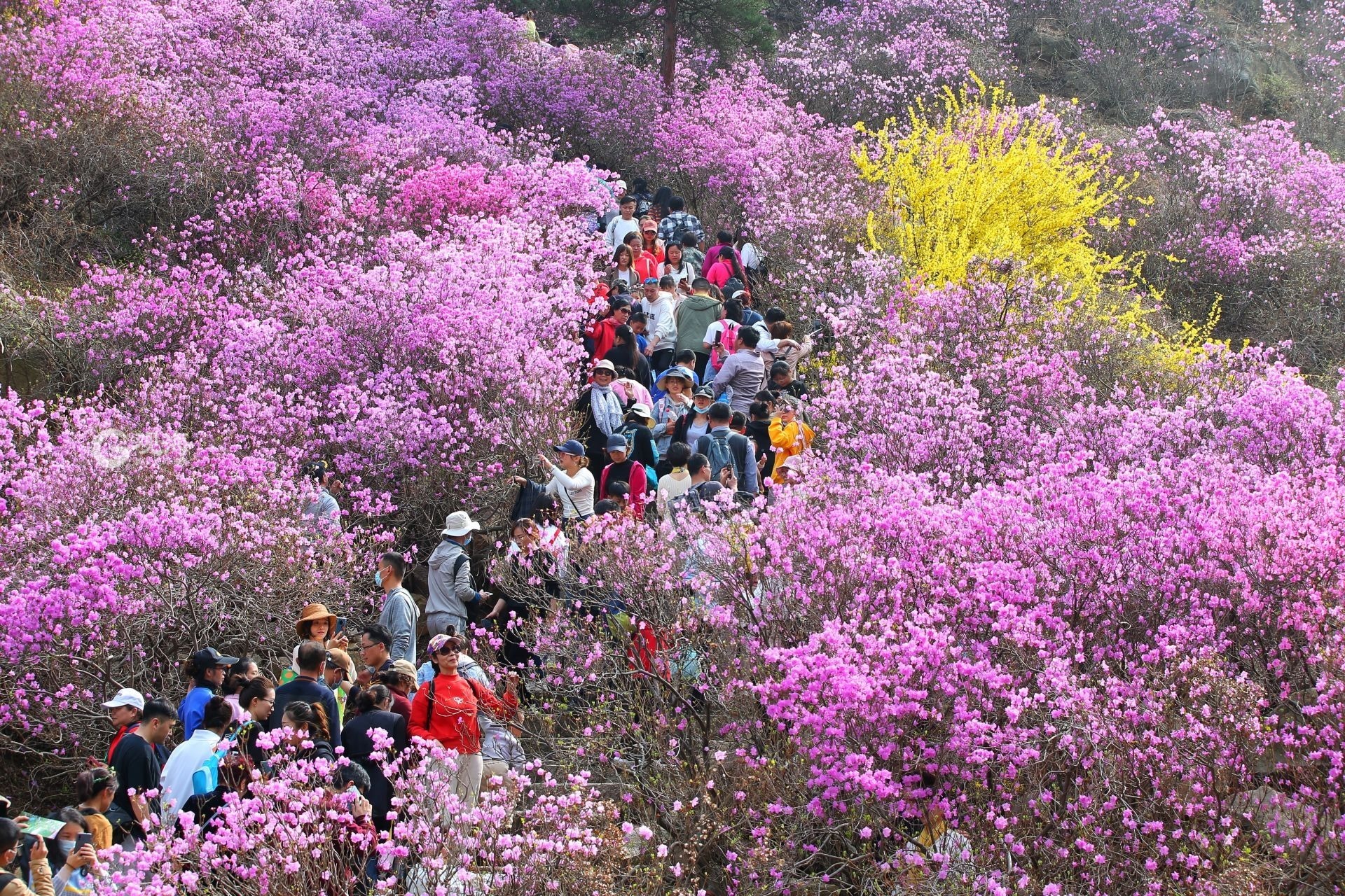 暖风熏得花开早 青岛中山公园今年第一朵樱花已绽放 - 海报新闻