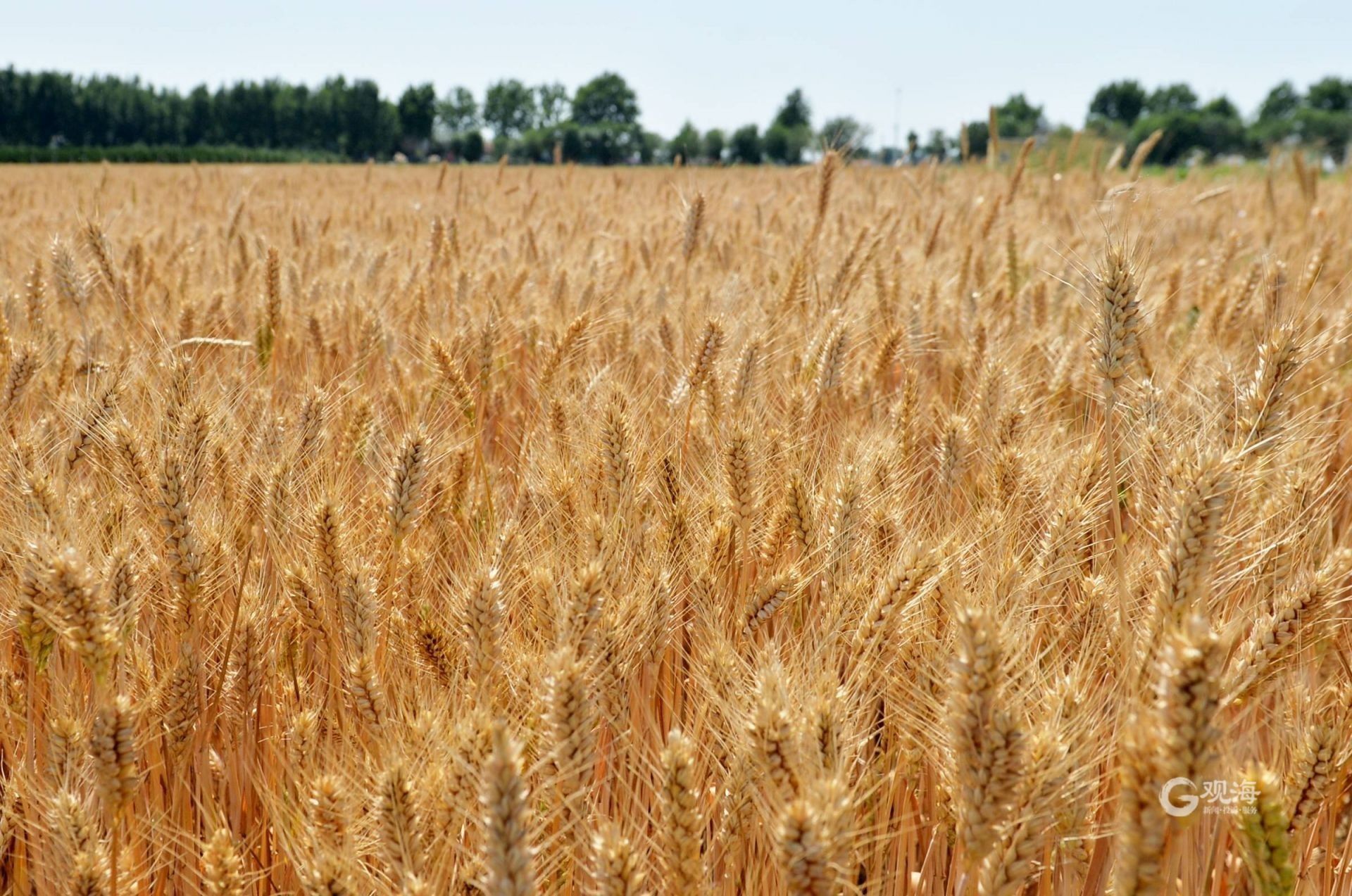 小麦进入成熟期,麦田泛起金色麦浪
