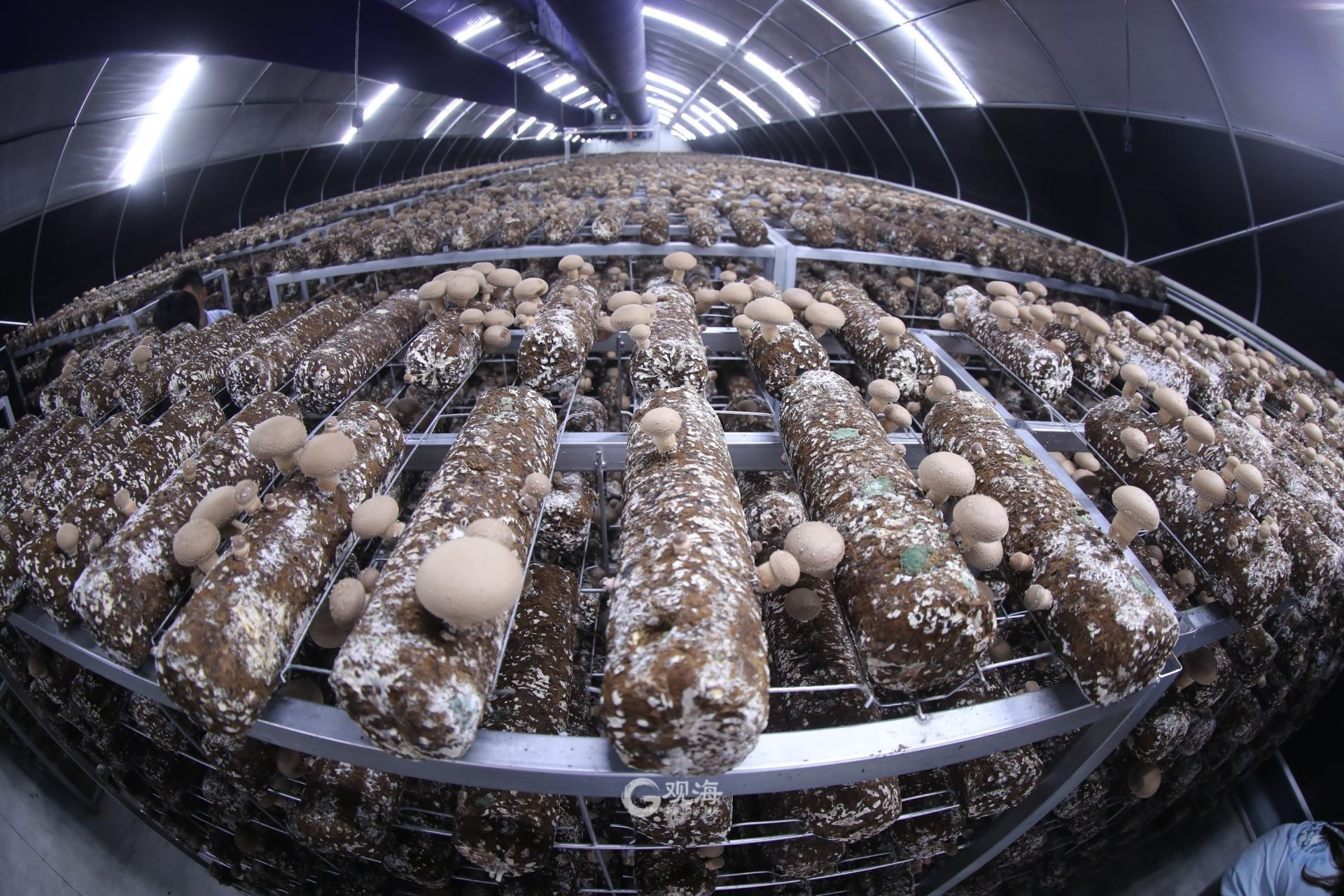 香菇种植也能智能化产能2万吨的园区原来长这样