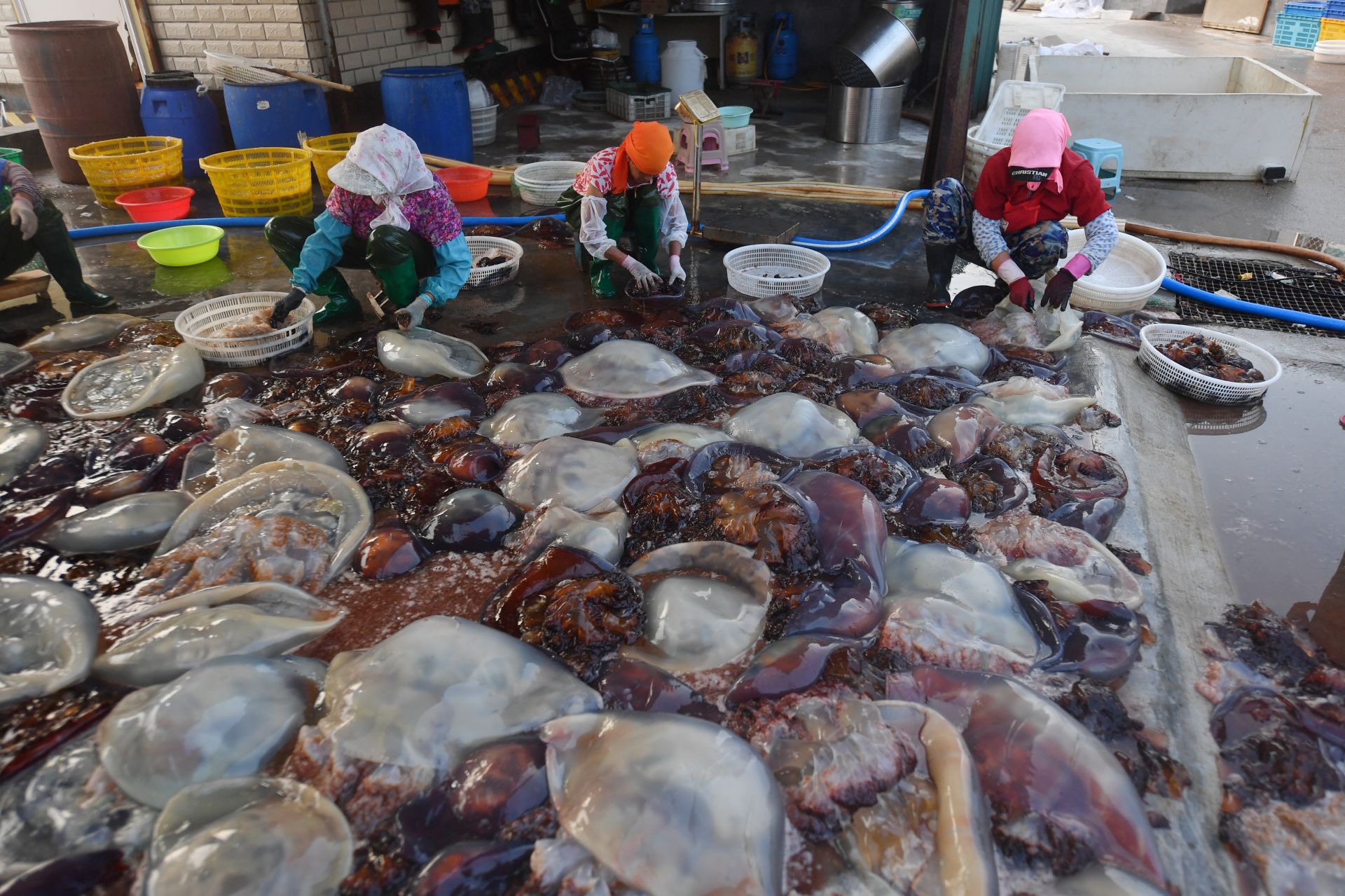 城阳区红岛海蜇加工业进入产销旺季,当地渔民趁伏季抢抓农时加紧捕捞