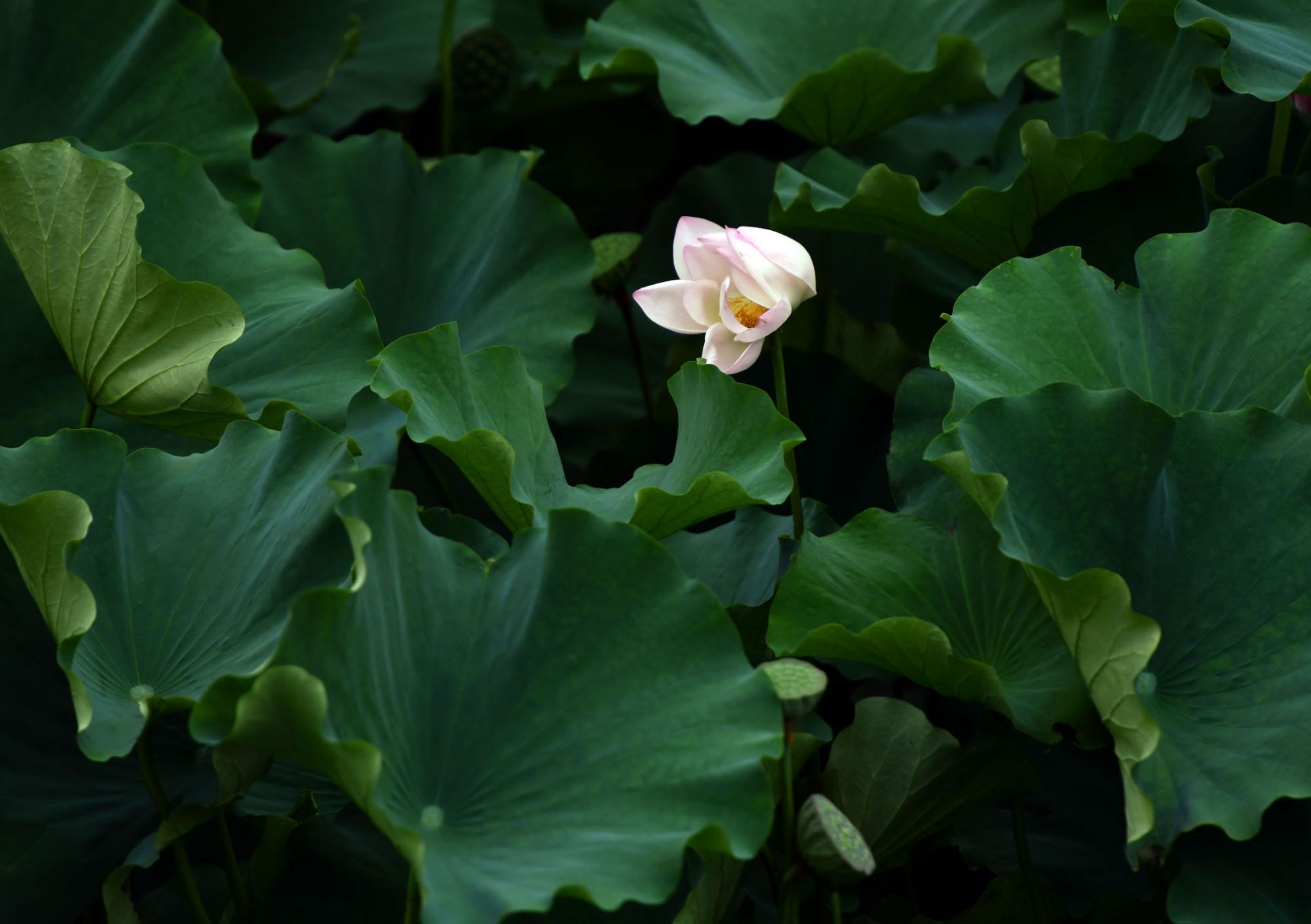 "荷"你邂逅!十里荷花是你夏末诗意的归途