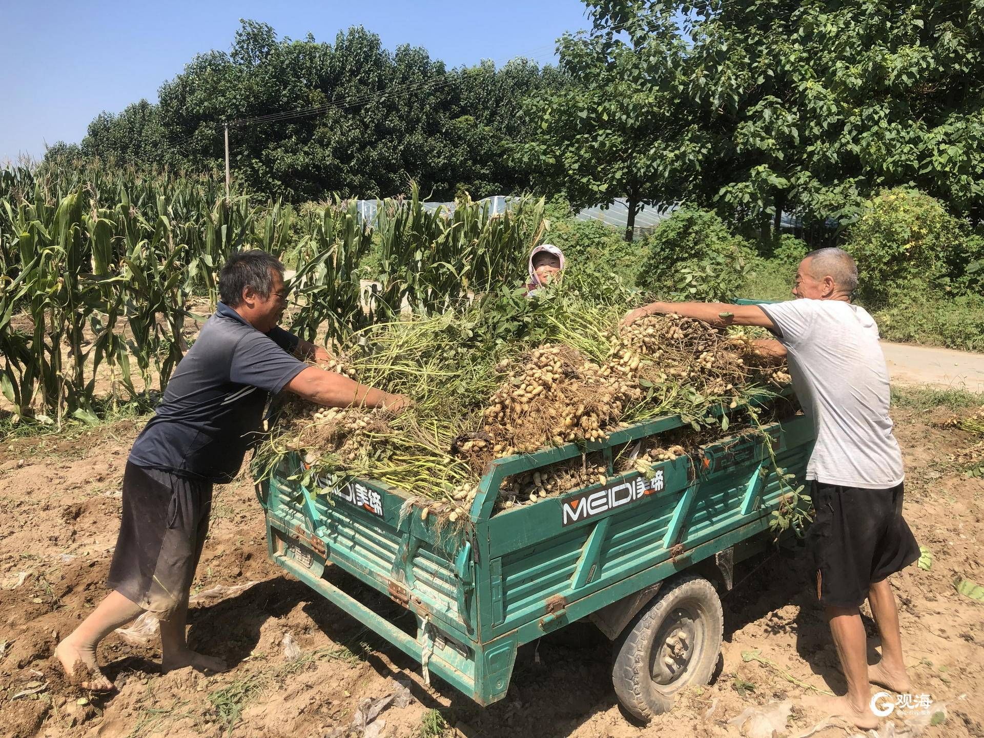 收获的花生堆上车。