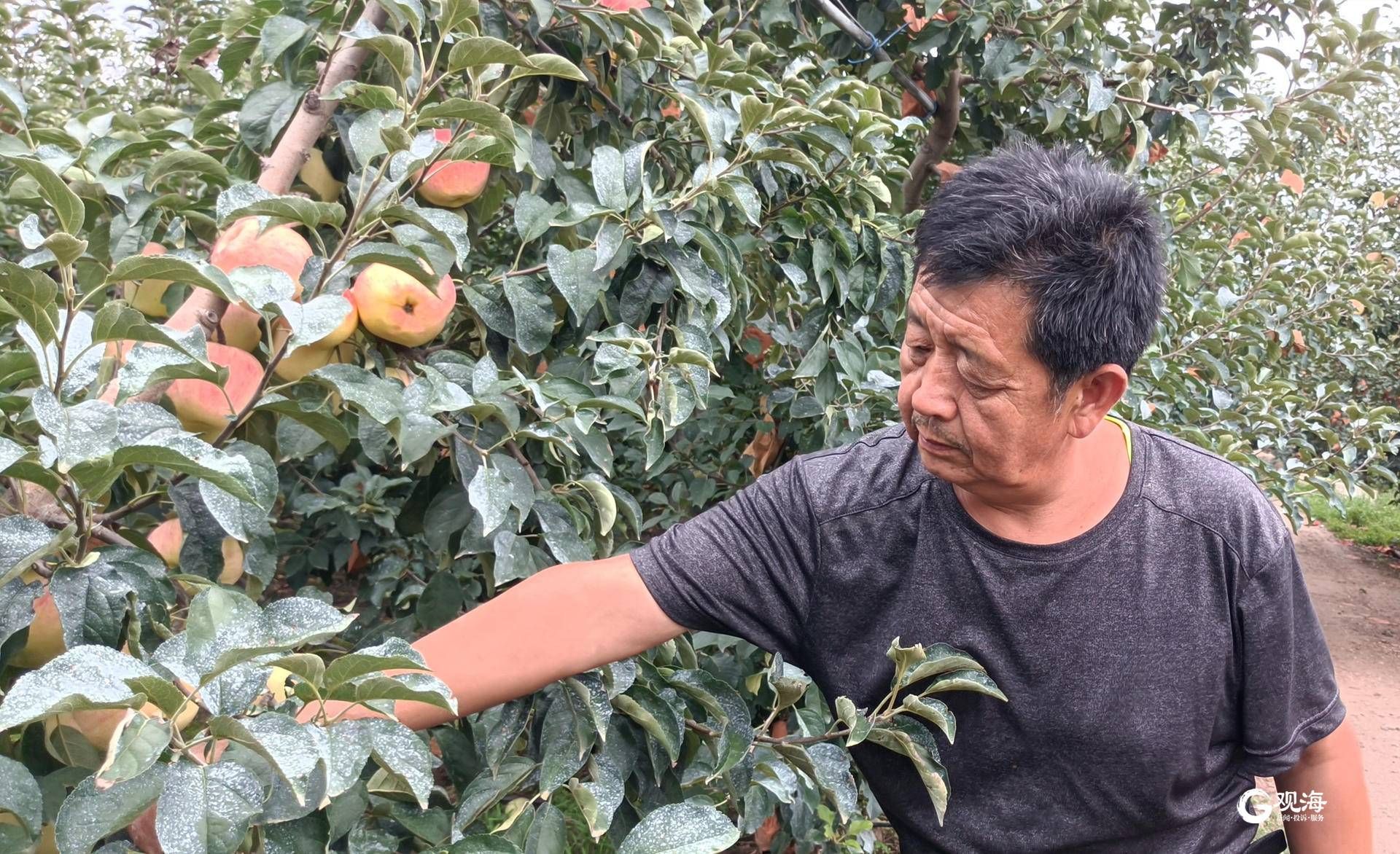 张洪平正在采摘苹果。马丙政摄.jpg