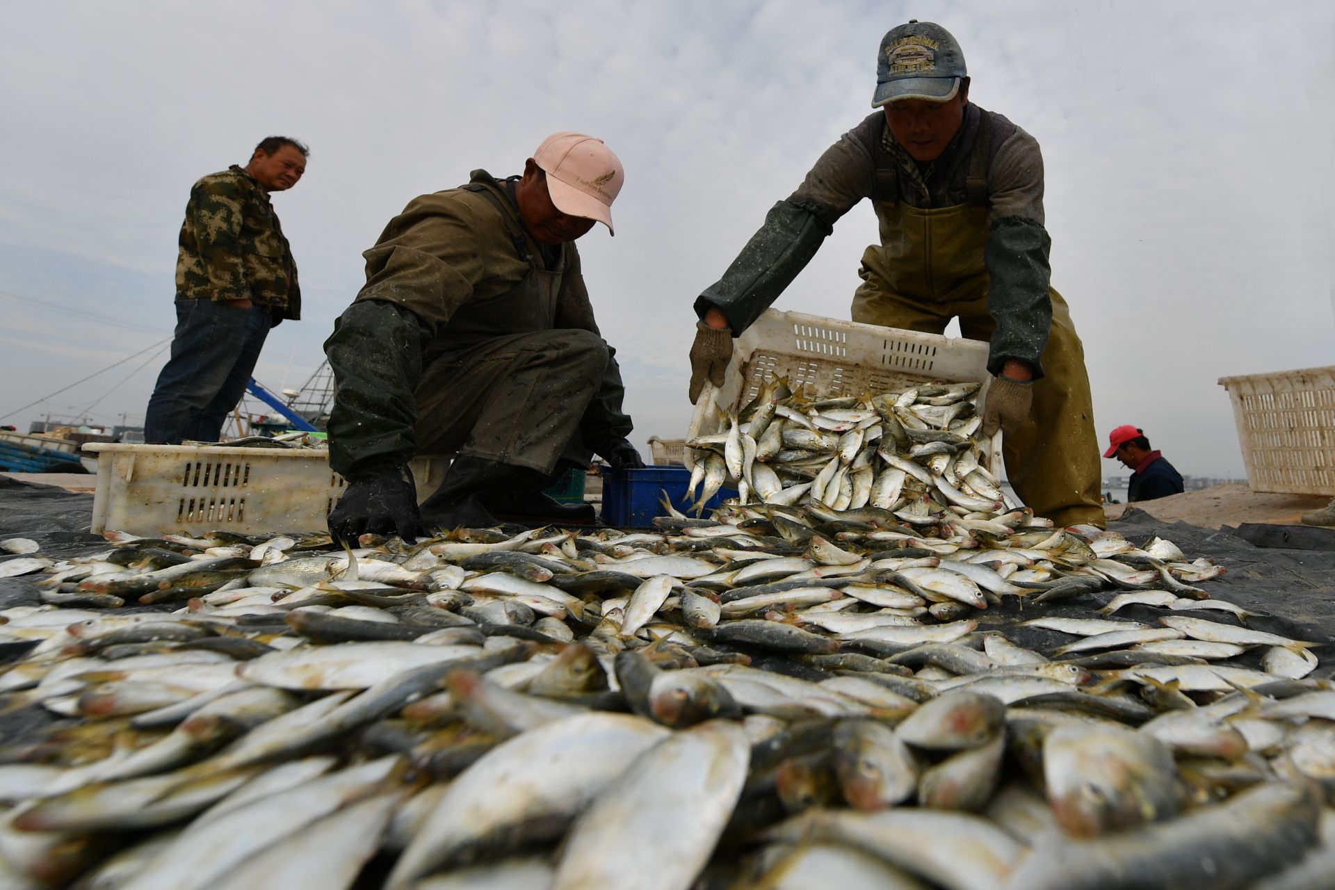 肥美的海捕青鳞鱼上岸啦