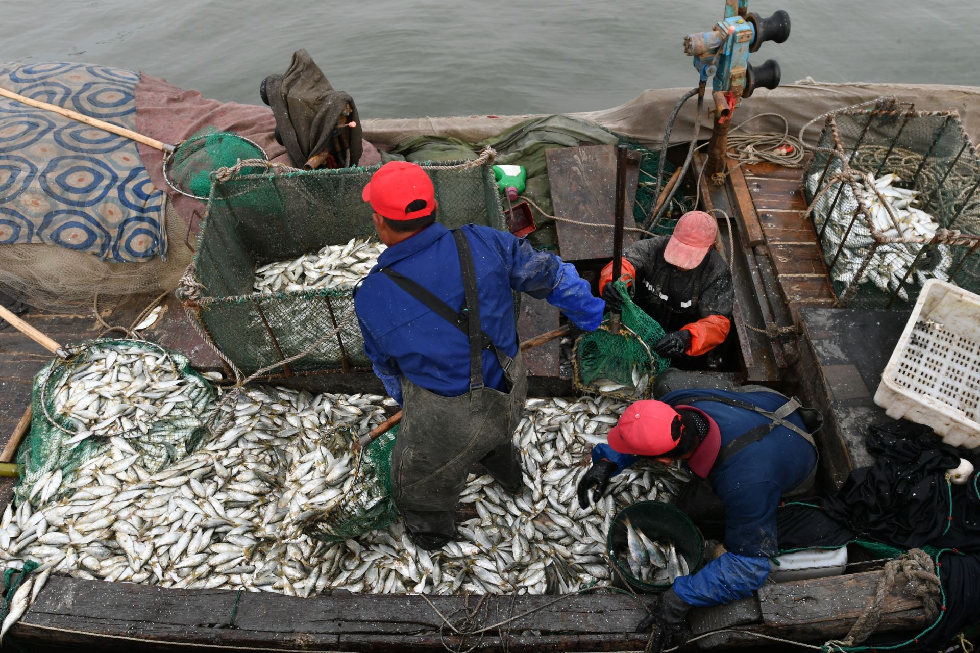 进入秋捕青鳞鱼汛期,青岛市城阳区红岛街道的渔民抢抓捕捞时机,加紧