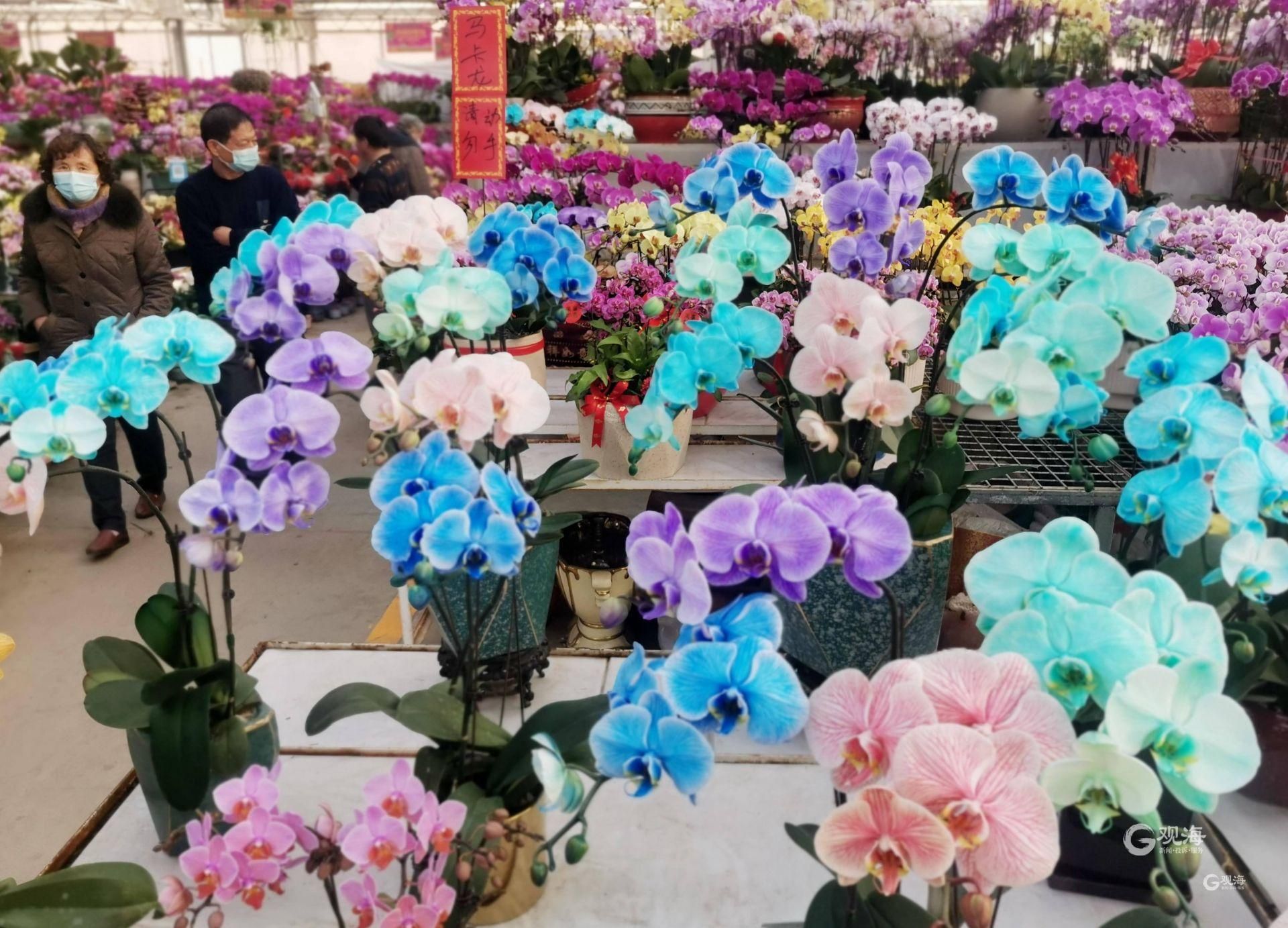 年味浓枯桃花卉交易中心多彩年宵花俏销