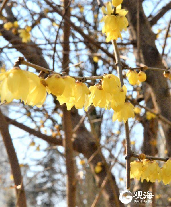 花满枝头。