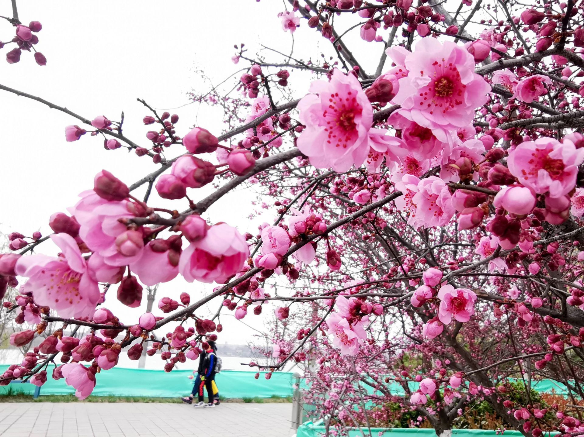 治愈系色调 一起看少海湖心岛上的春色 青报网 青岛日报官网