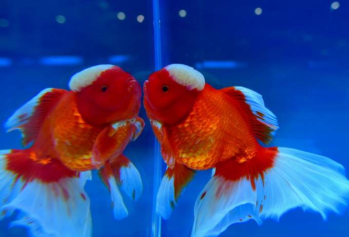 鱼会喝水吗鱼的记忆只有7秒真相却是