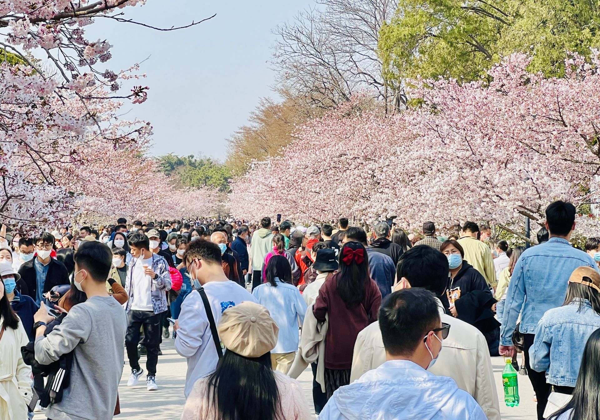“叮”,打卡!说好的“樱花之约”,兑现!-青报网-青岛日报官网