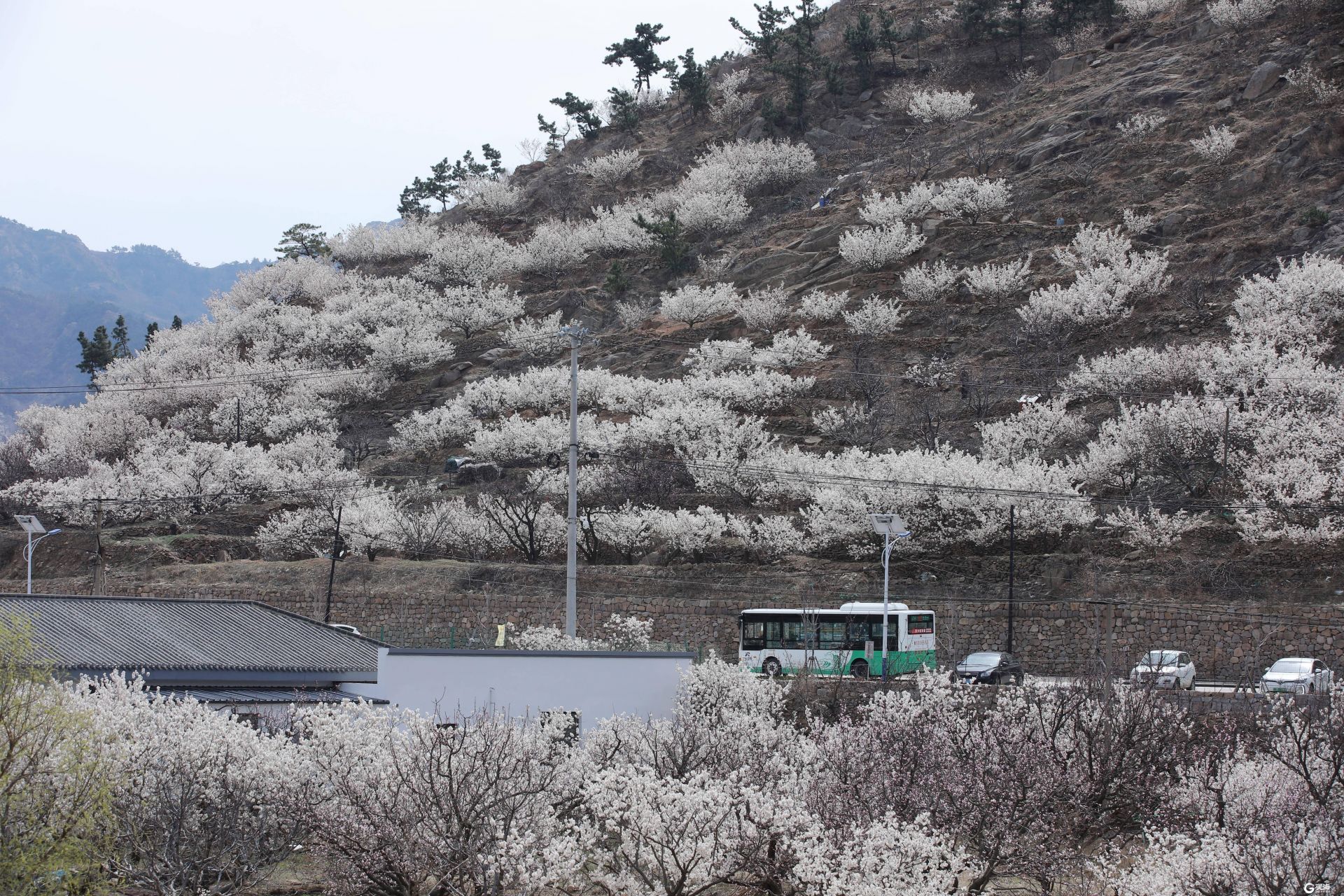 实拍：城郊村樱桃花，用无人机拍似被白云缭绕-搜狐大视野-搜狐新闻
