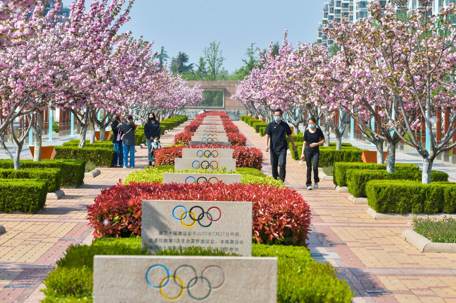 奥林匹克雕塑园里也有一条樱花大道樱花挂满枝头各色樱花争奇斗艳