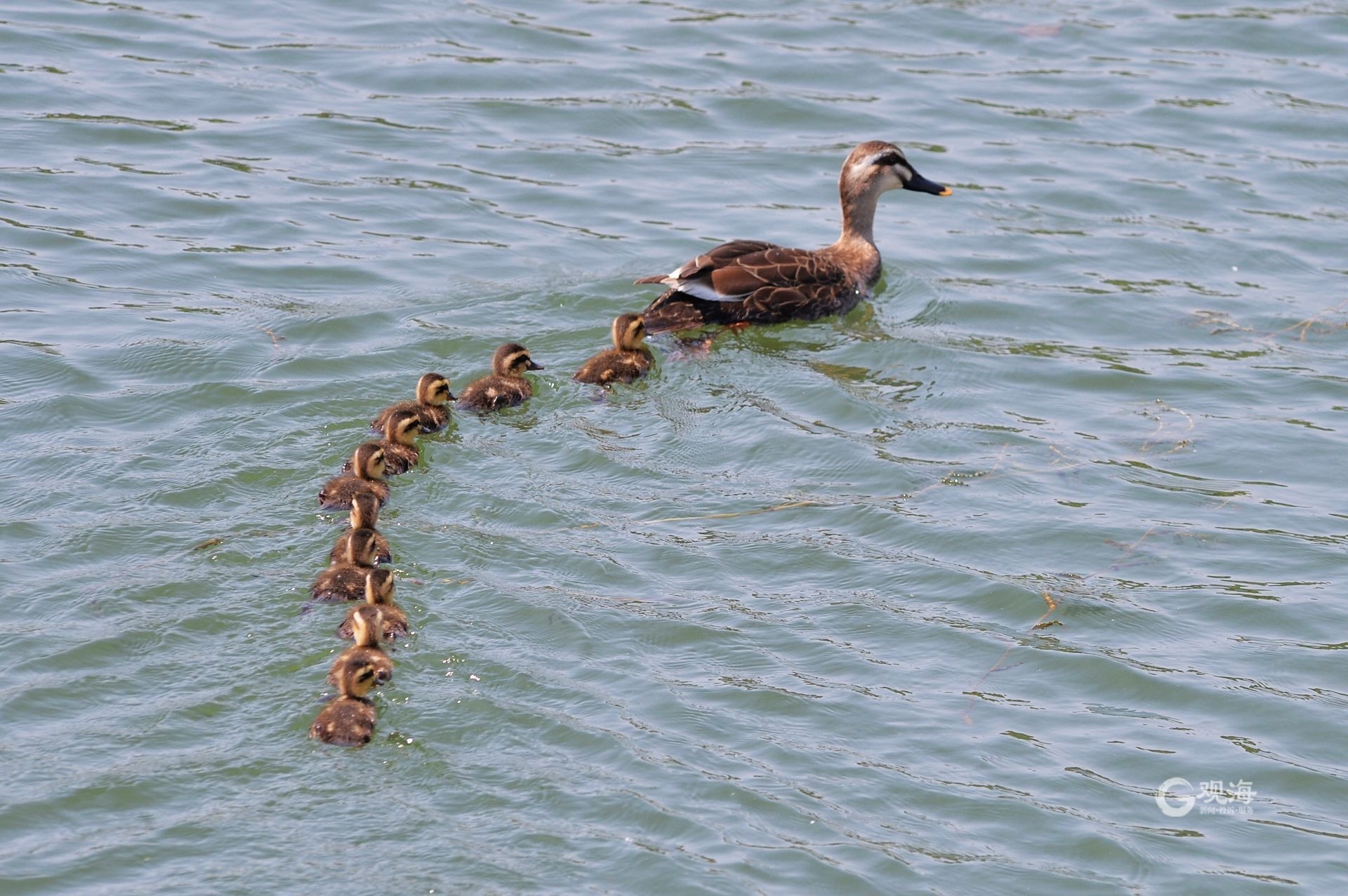 天生萌物速来围观小萌鸭嬉戏荷塘