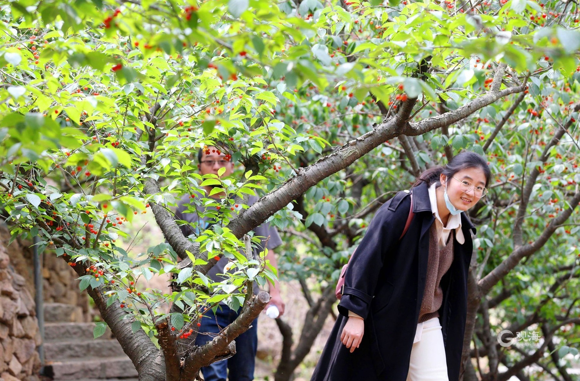 北宅樱桃越来越“红”！青岛最火的水果节这样练成