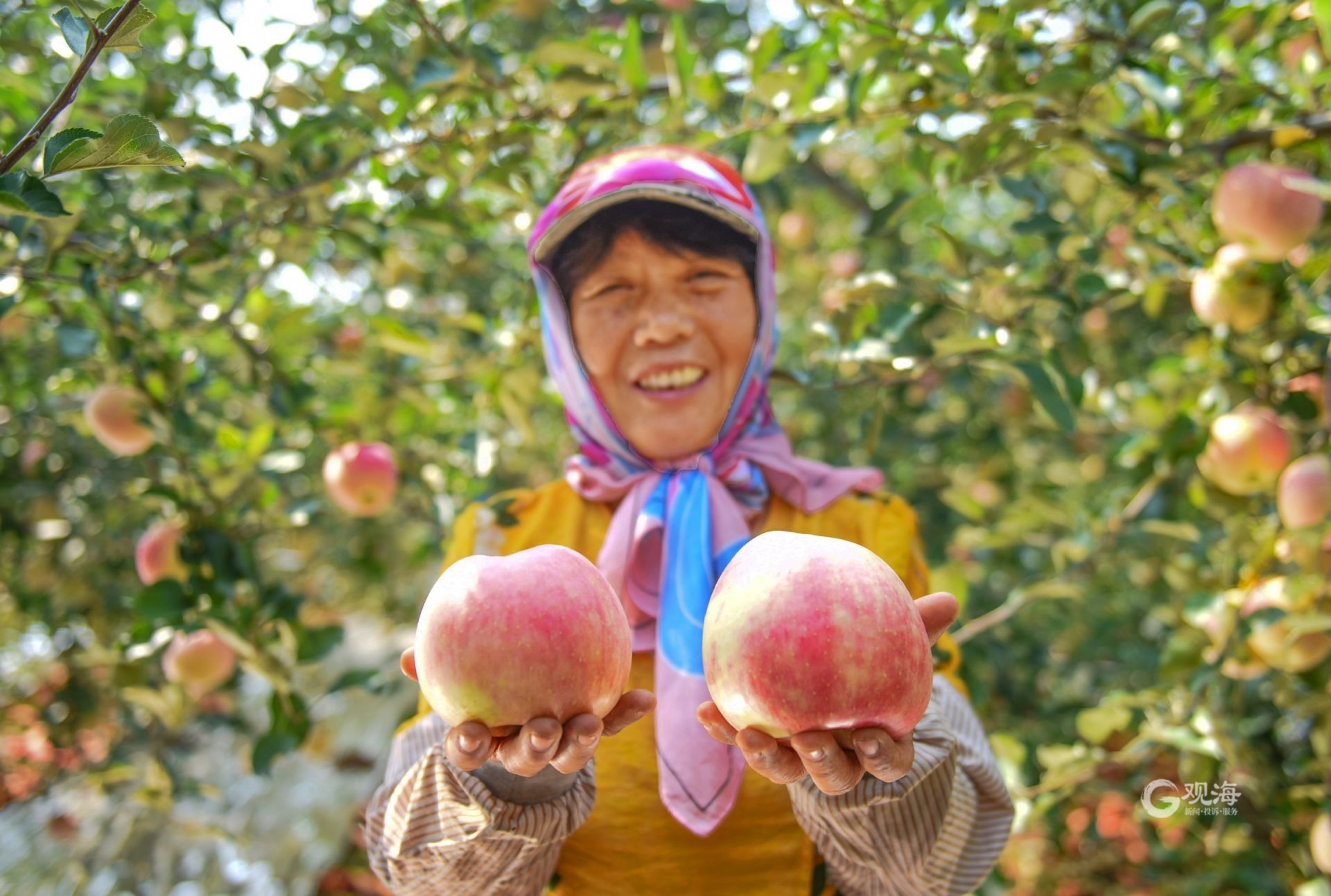 少妇采摘苹果在庭院里 库存照片. 图片 包括有 果子, 申请人, 新鲜, 集合, 人们, 欧洲, 收获, 农夫 - 59995564