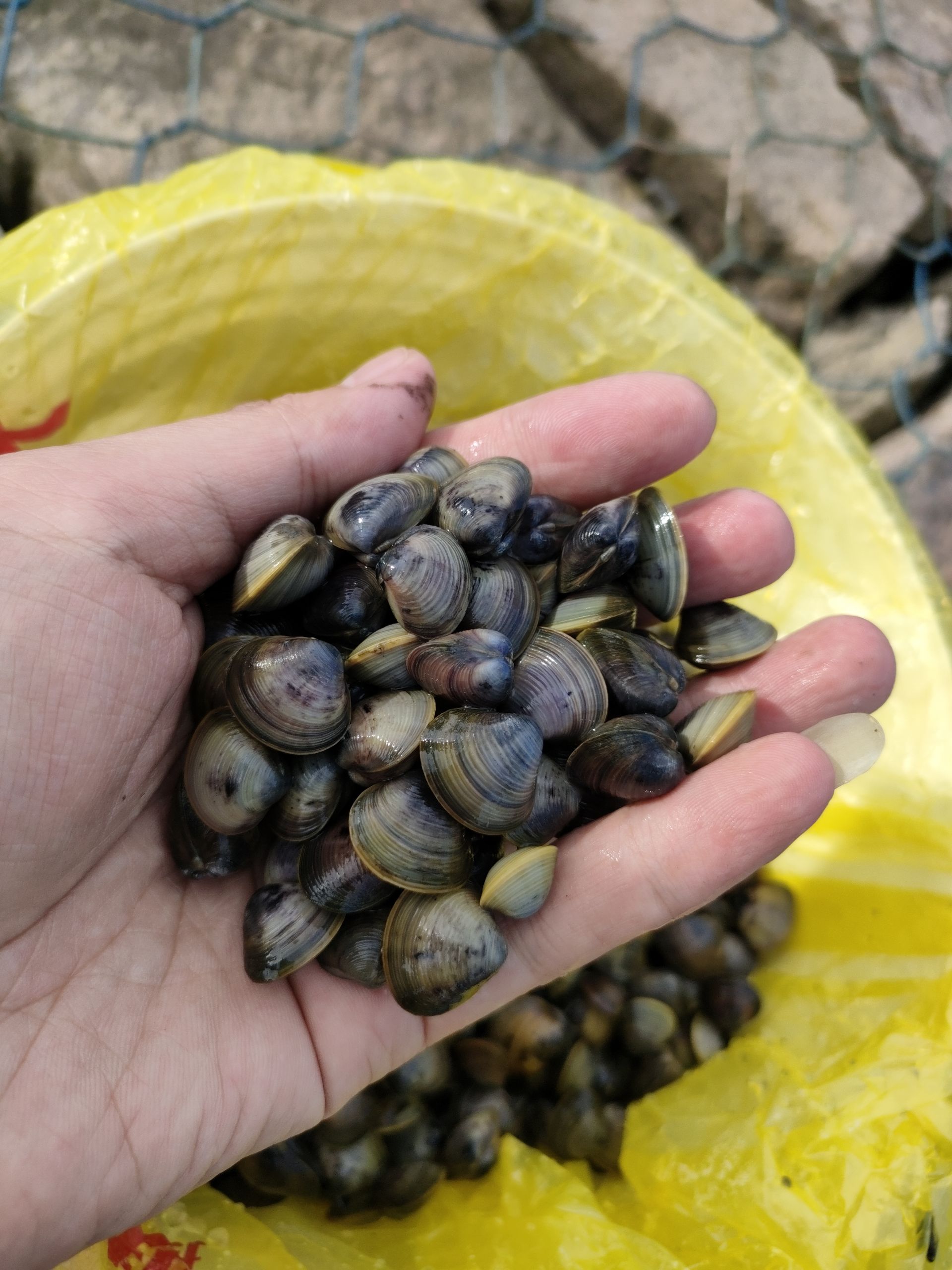 一挖一麻袋！大沽河胶州段出现大量河鲜蚬子，市民争相捕捞 - 青岛新闻网