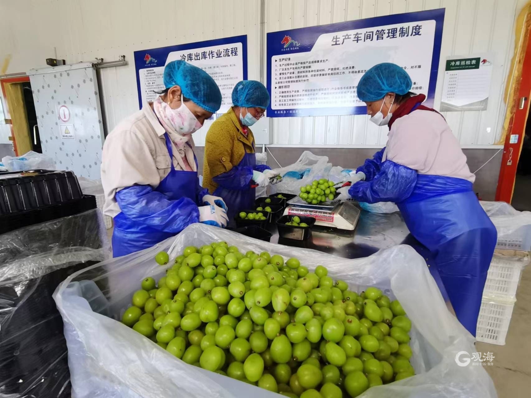 年产值超10亿元!莱西马连庄镇3万亩甜瓜“抢鲜”上市 - 青岛新闻网
