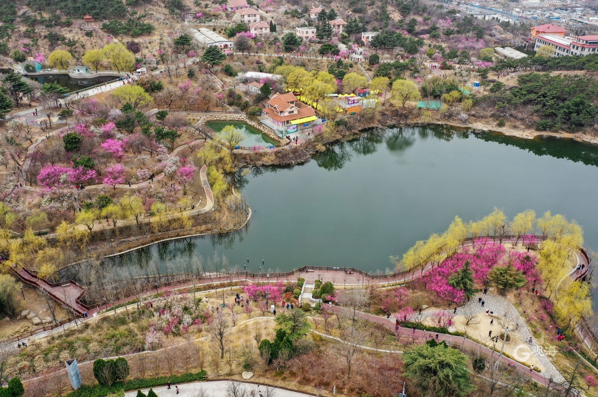 来李沧遇见梅好第二十三届中国青岛梅花节开幕