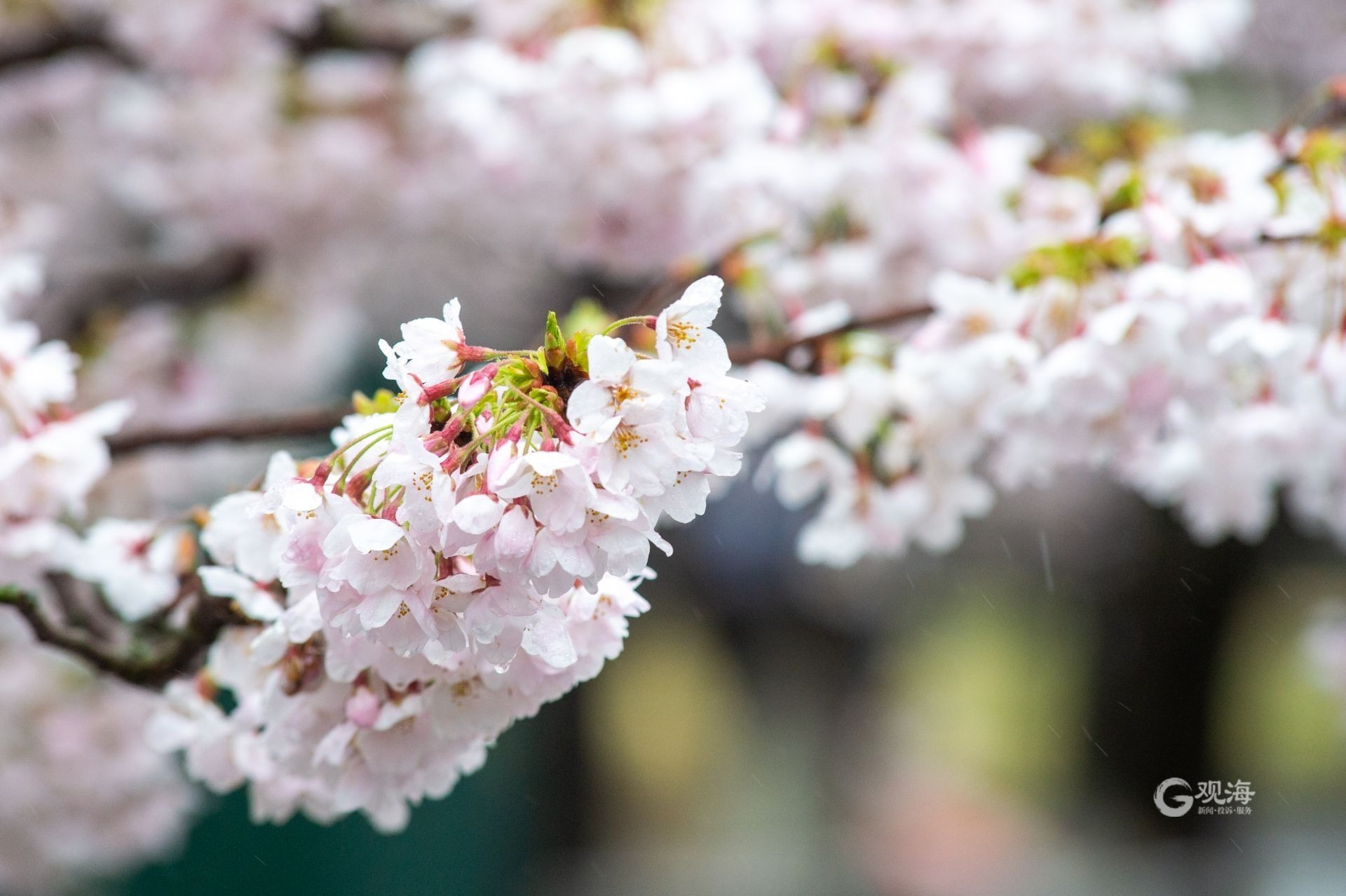 中山公园即景：一场风雨后，樱花更娇艳-青报网-青岛日报官网