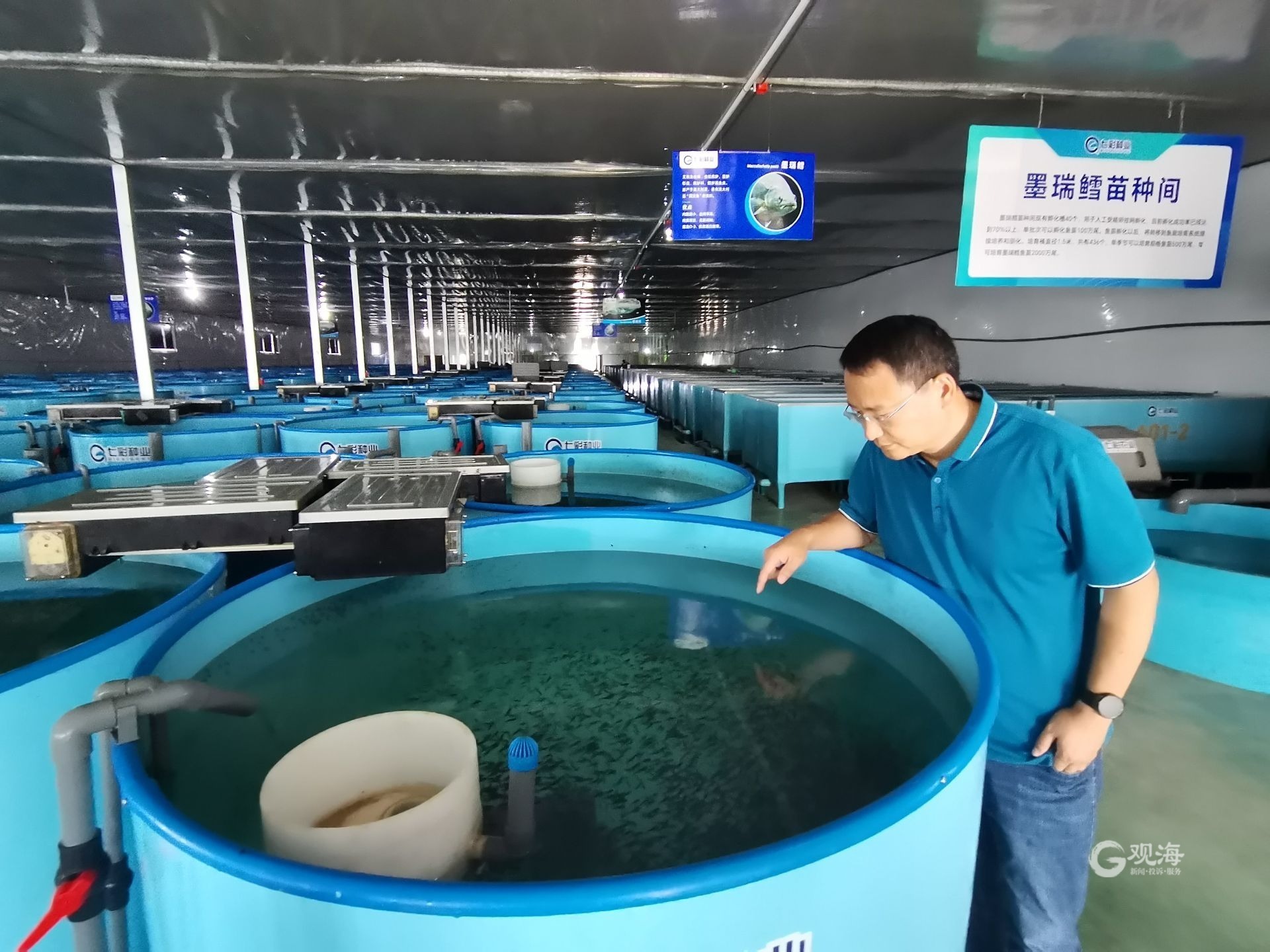 每年将产出鱼苗2000万尾!全人工繁育技术研发成功,青岛墨瑞鳕“游”向全国 - 青岛新闻网