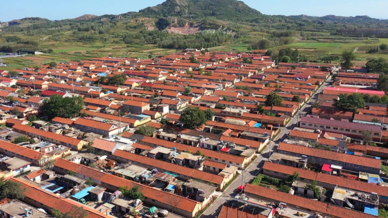 67秋天的多巴胺色就藏在胶州洋河镇的这座芋花园里