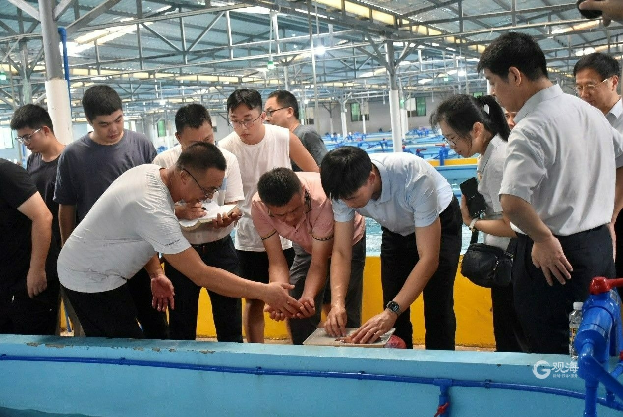 青岛又攻克一条海水鱼我国大陆地区首次实现红瓜子斑苗种的人工繁育