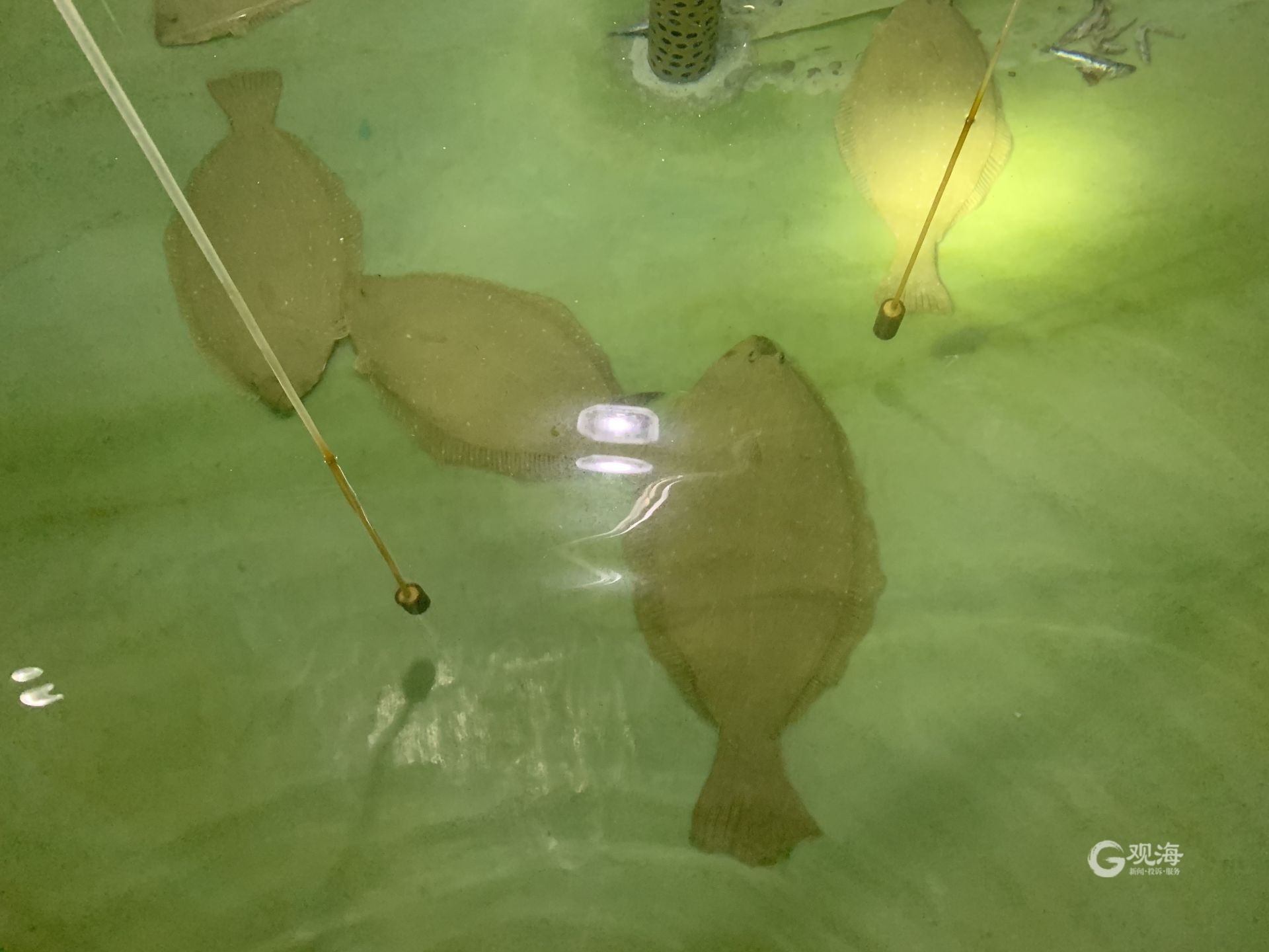 为种质资源高效利用辟新径!海洋所在国际上首次实现“牙鲆代孕大菱鲆”-青报网-青岛日报官网