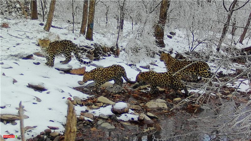 一家四口同框东北豹四口之家罕见亮相