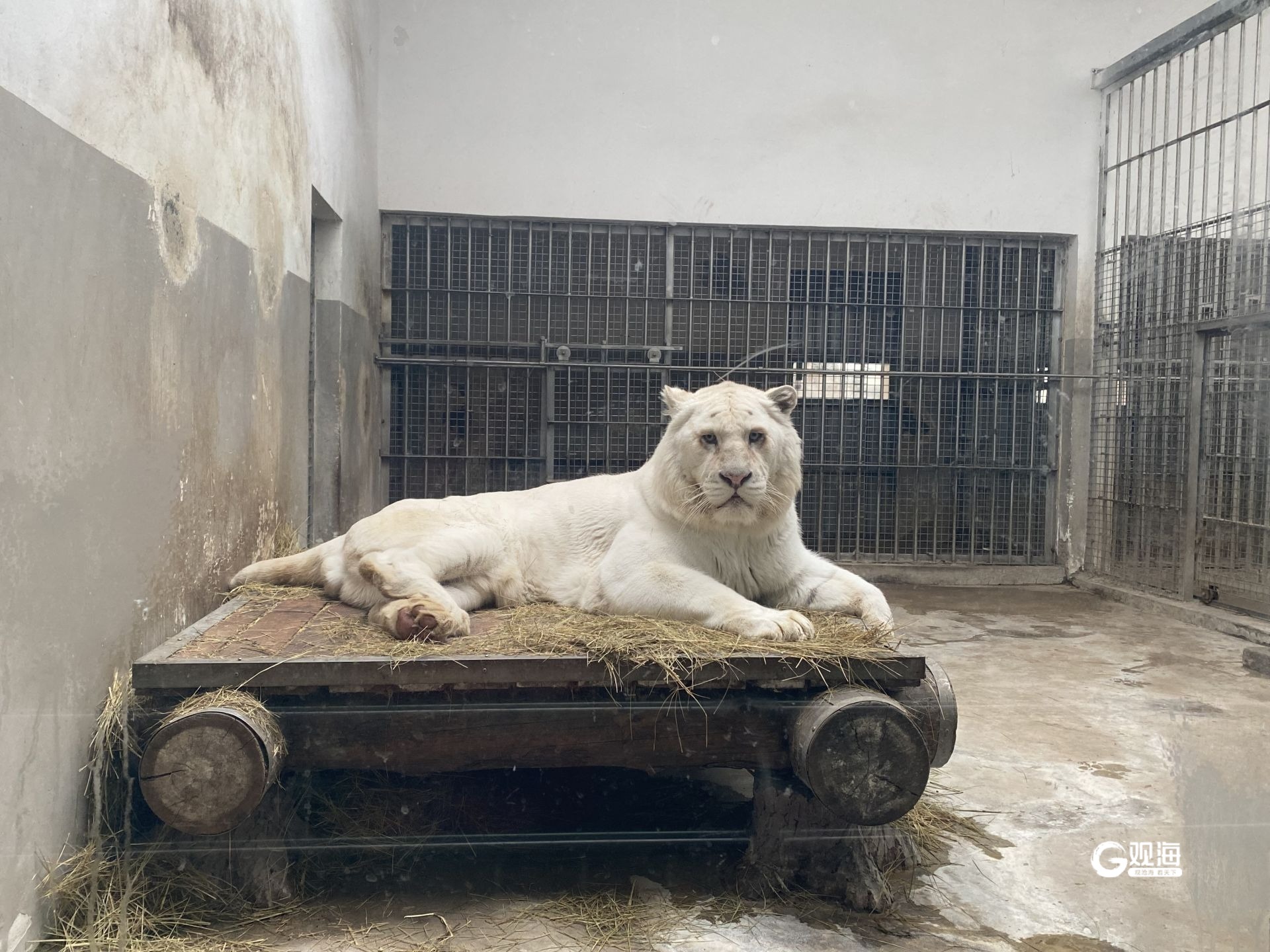 阔别13年动物园猛虎归山青岛动物园东区虎山内参观厅2月9日正式开放