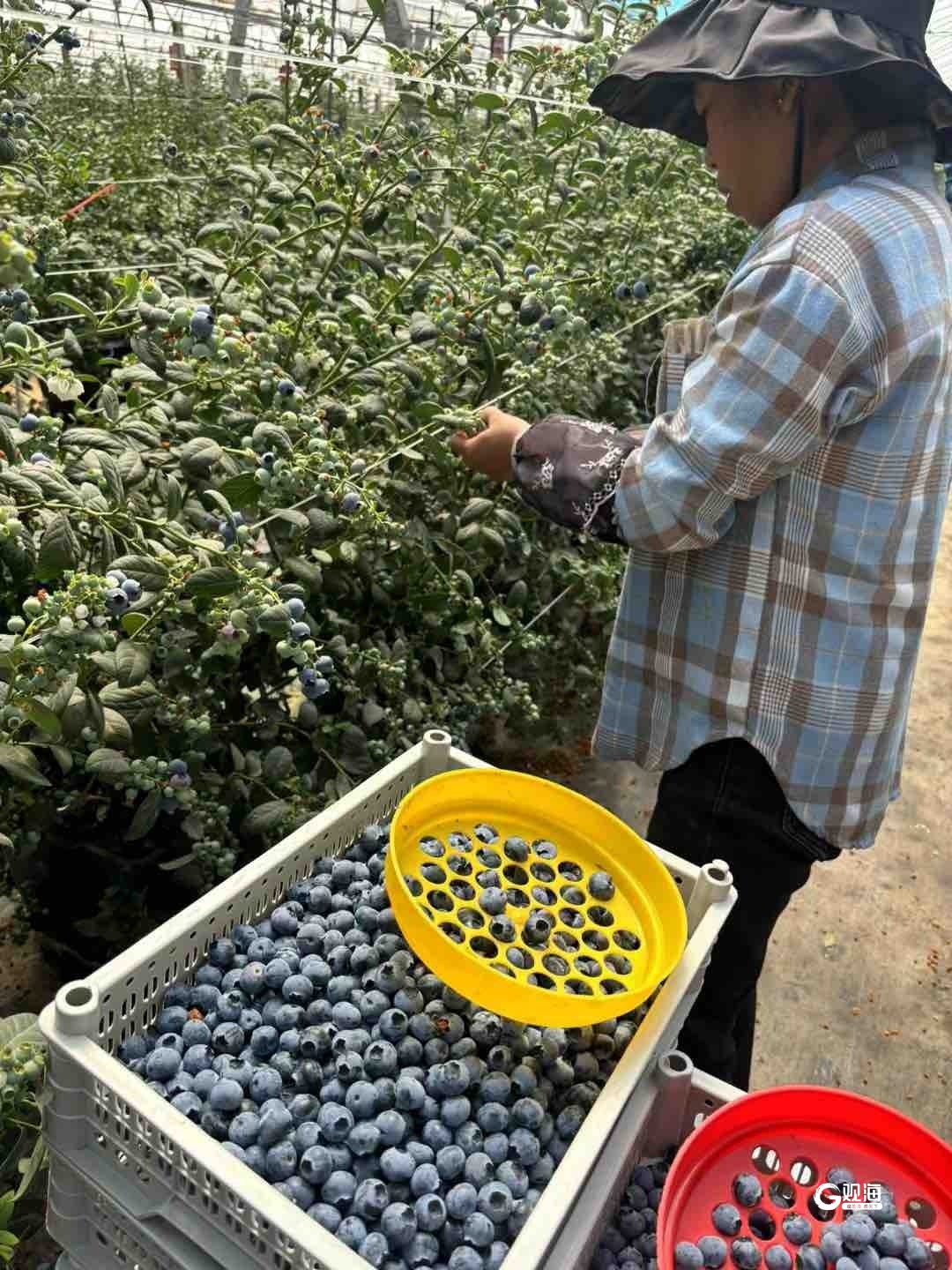 价格最低每斤40元云南蓝莓坐着大巴抵青下月青岛宝山蓝莓接棒