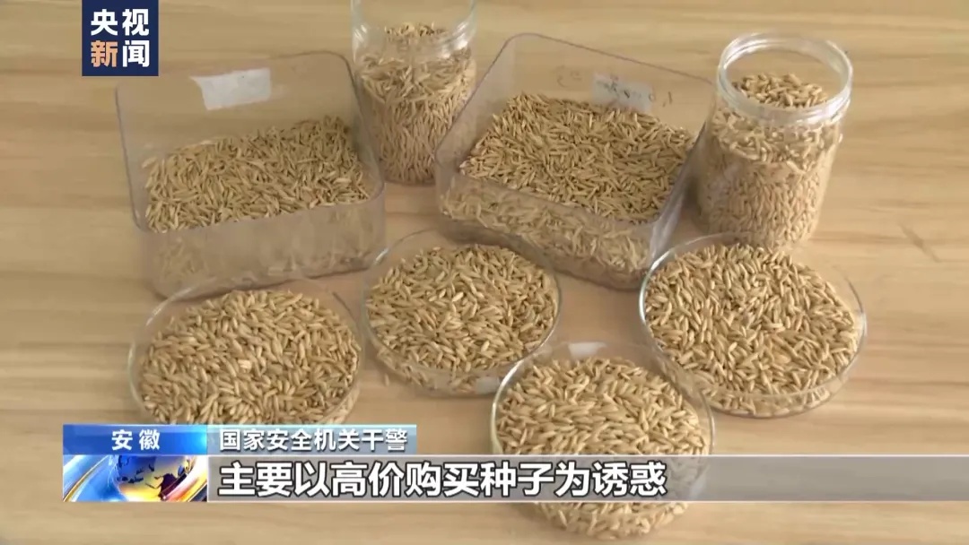 间谍窃取我国杂交水稻亲本种子案件详情公布