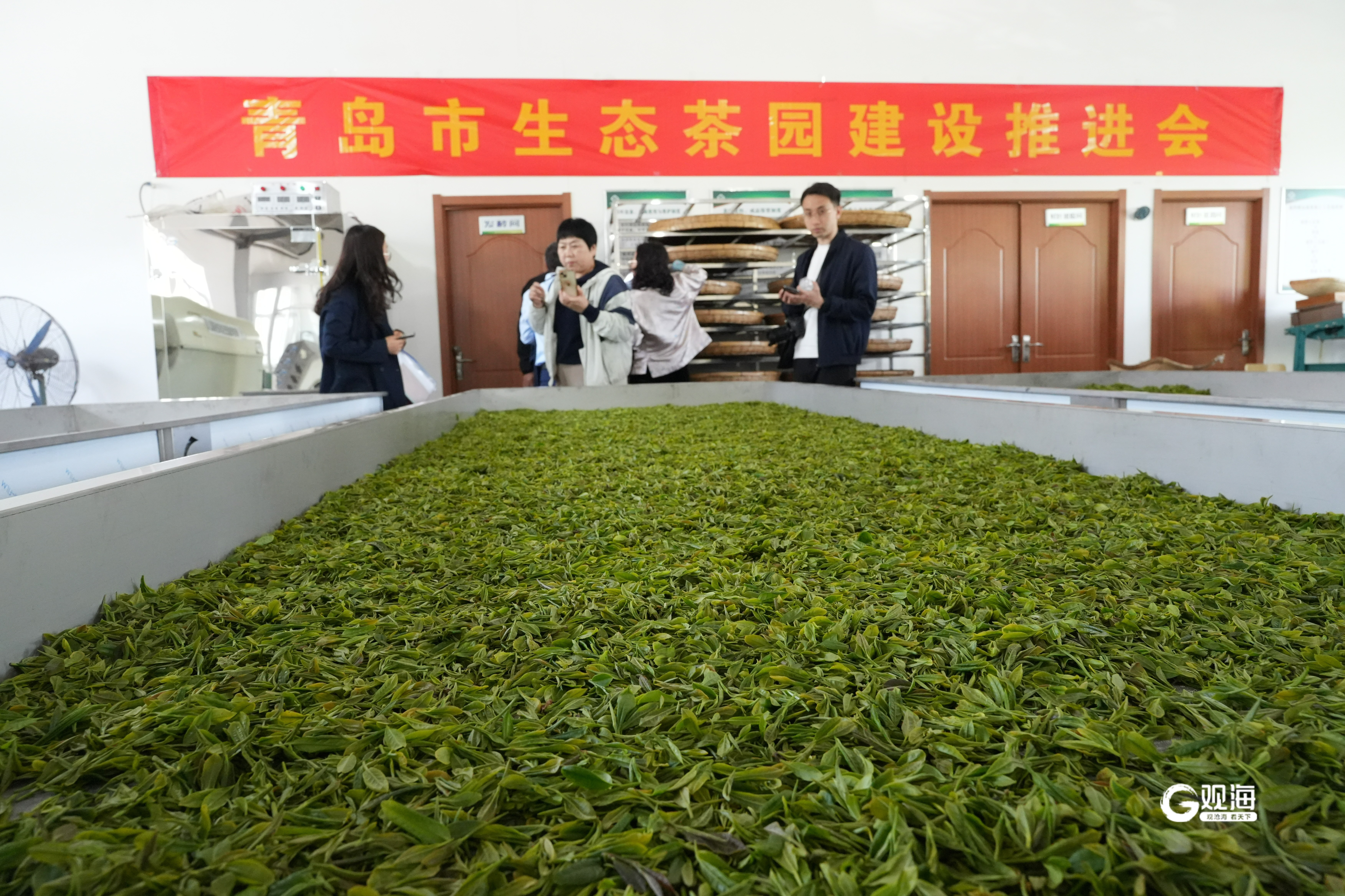 年产值超过10亿元!青岛市深入推进生态茶园建设_话题_