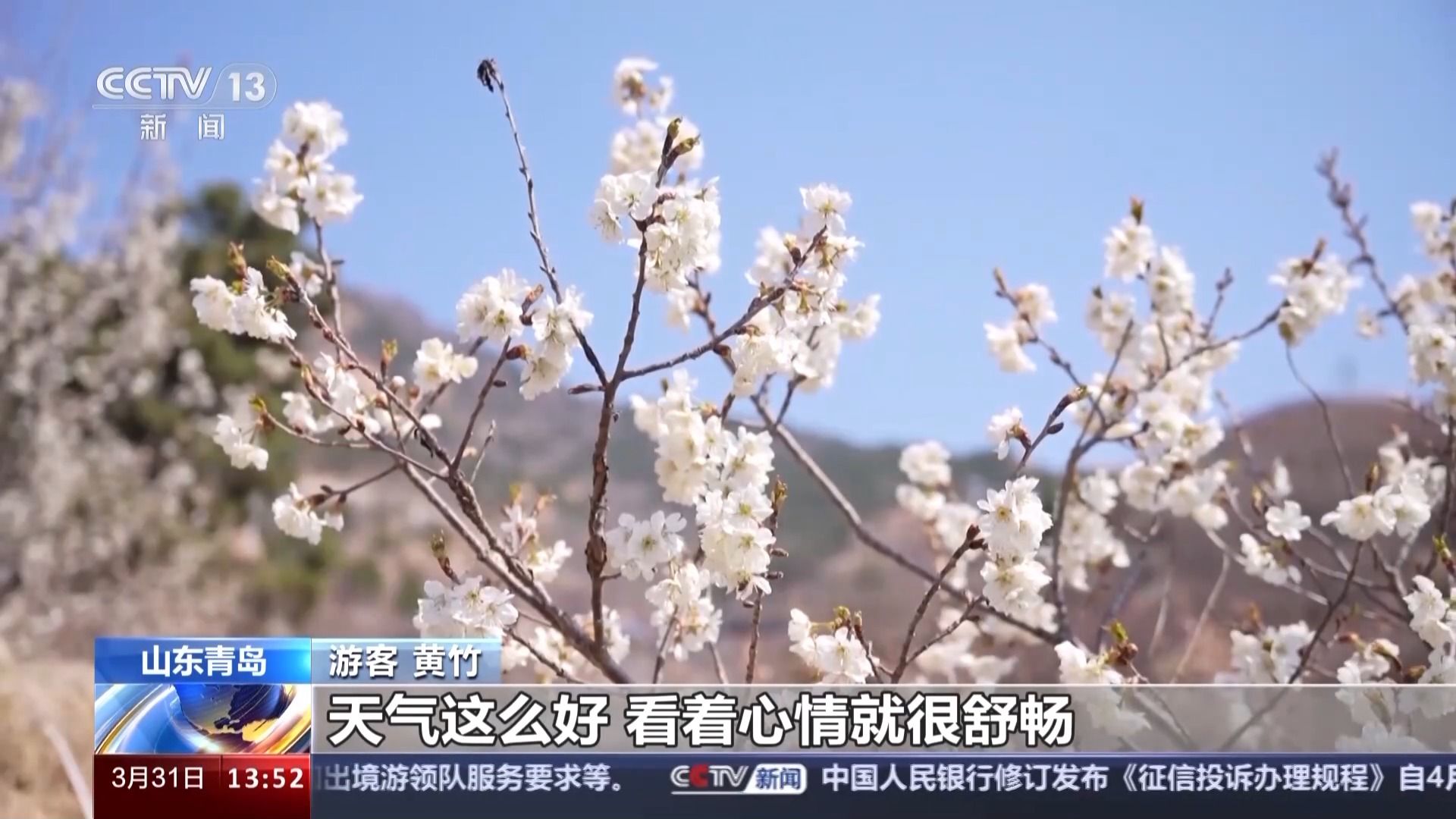央媒看青岛 | 央视《新闻直播间》聚焦青岛:万亩樱桃花绽放,生态“颜值”变经济“产值”-青报网-青岛日报官网