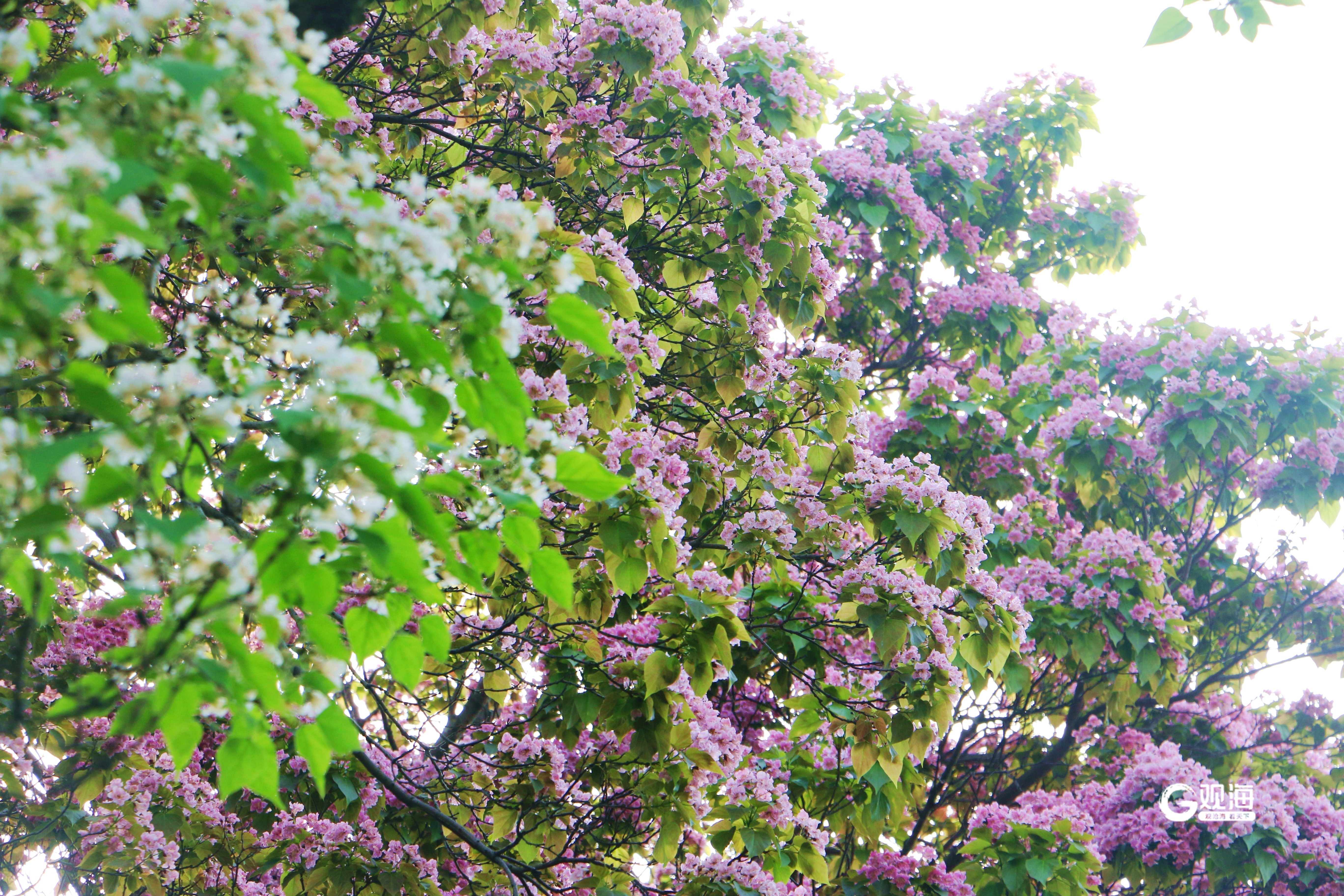 绿树荫浓繁花开!青岛街头满枝楸花"紫气东来"