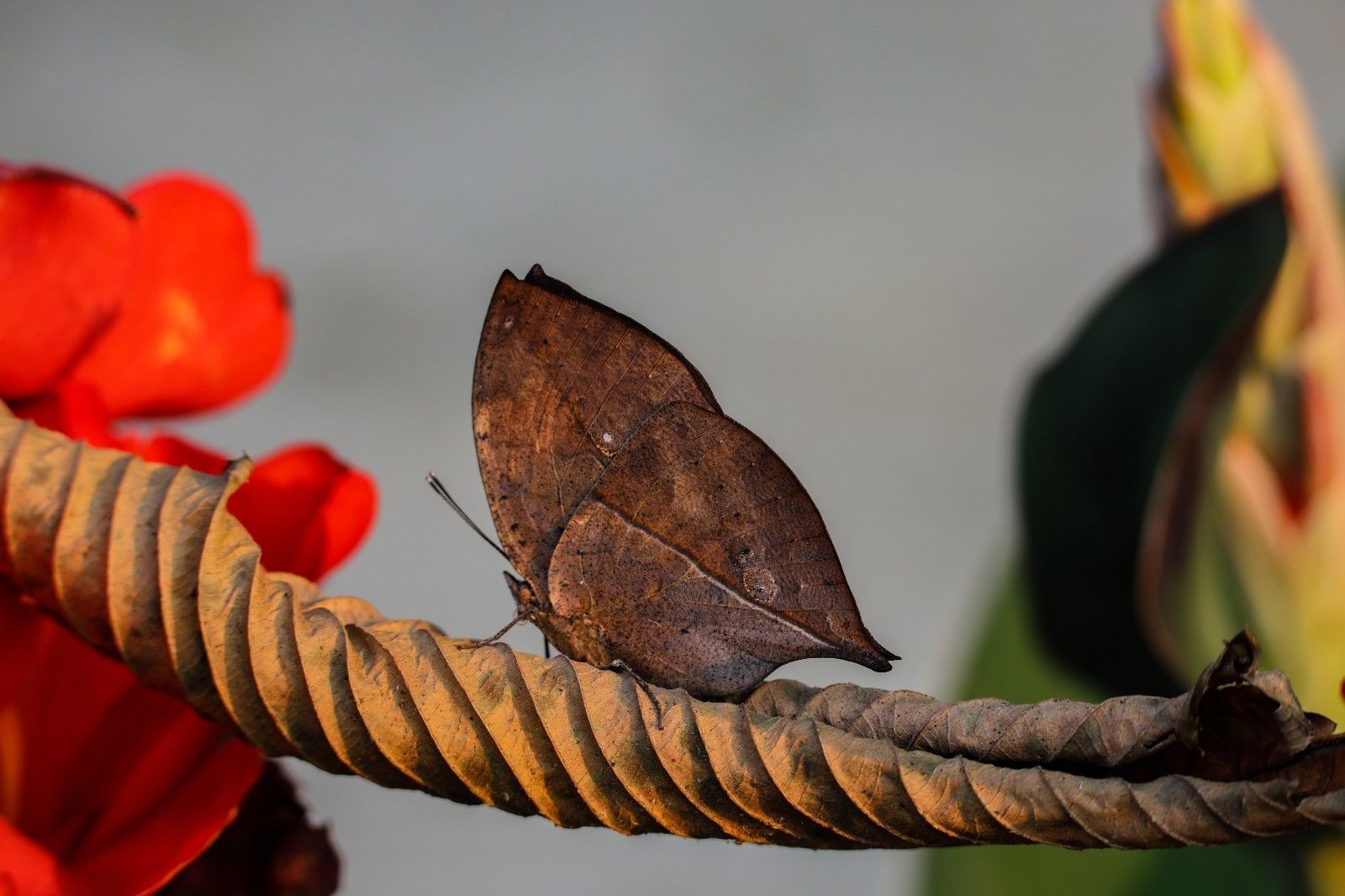 漫天飞舞!云南金平将迎近亿只蝴蝶大爆发