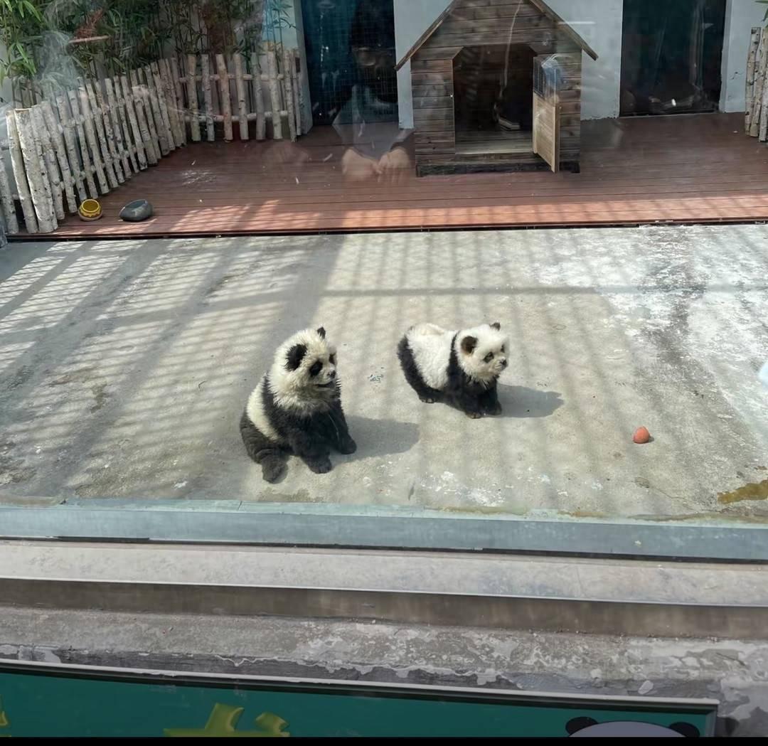 泰州动物园熊猫犬引争议,回应:特地引进,引进时已染色