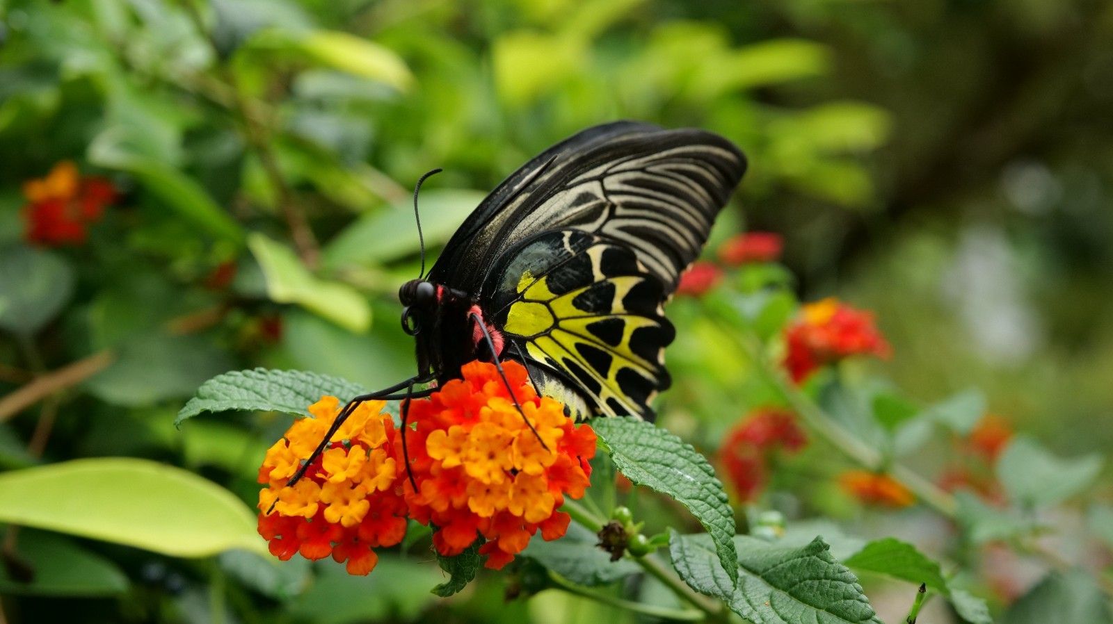 漫天飞舞!云南金平将迎近亿只蝴蝶大爆发